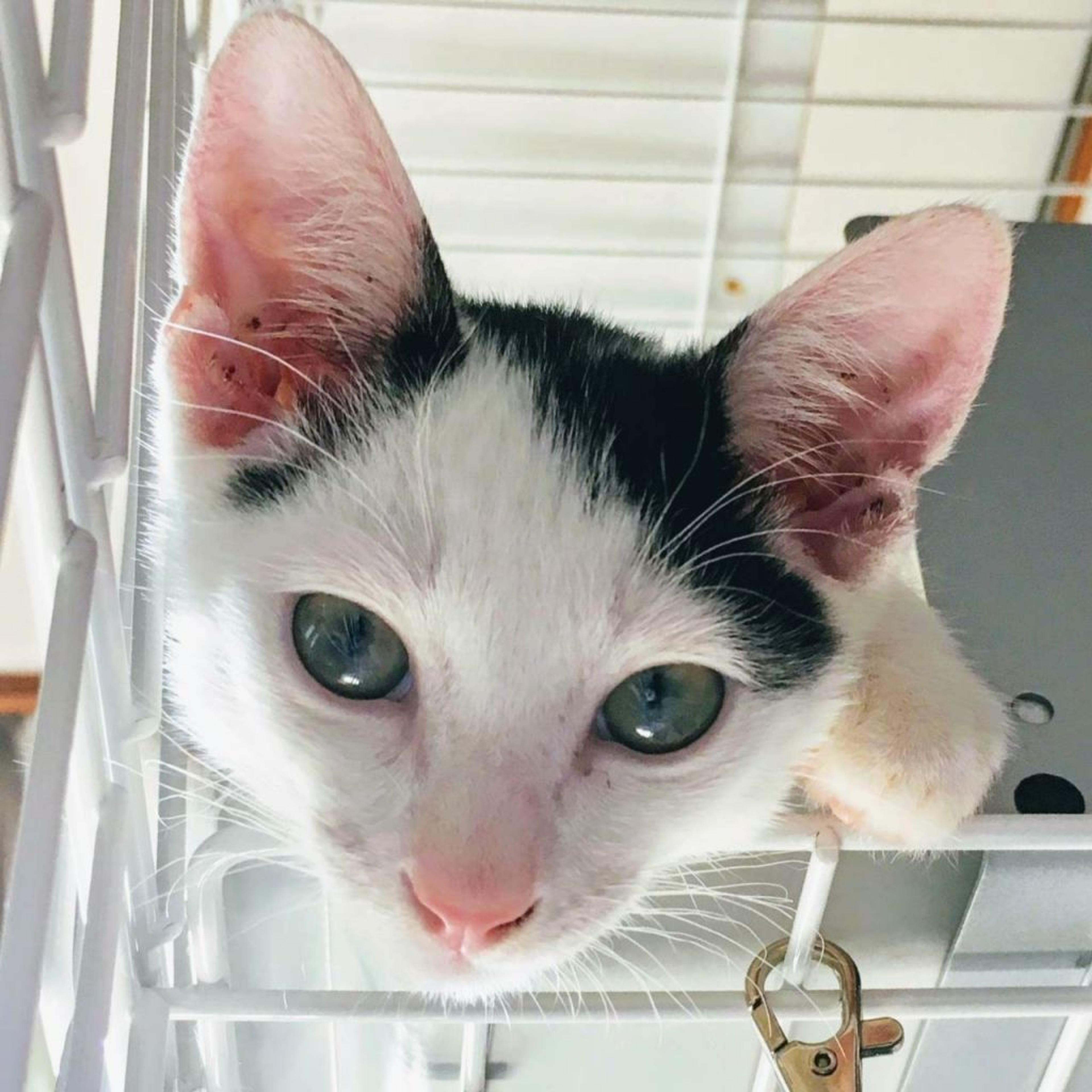 pet-image-3