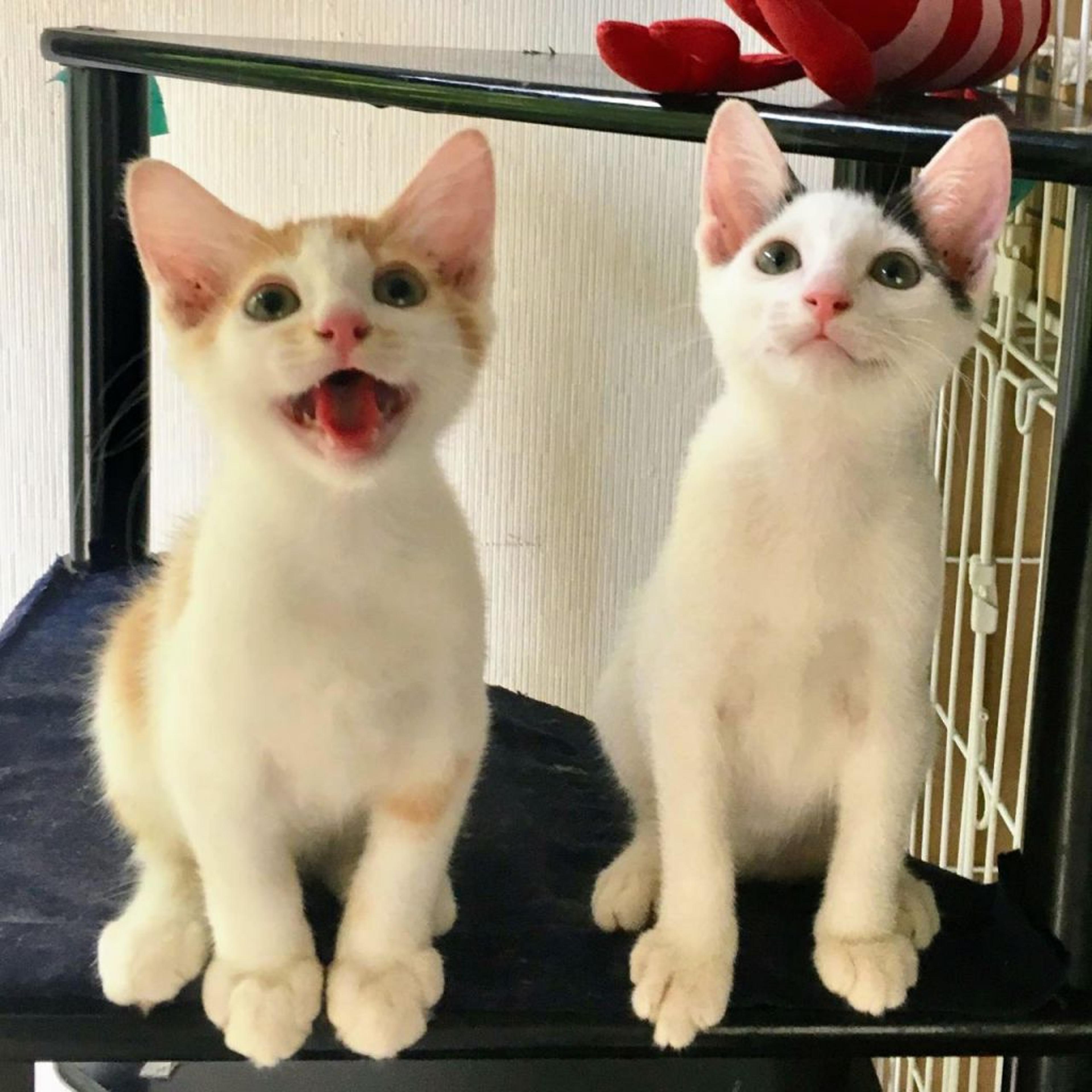 pet-image-4