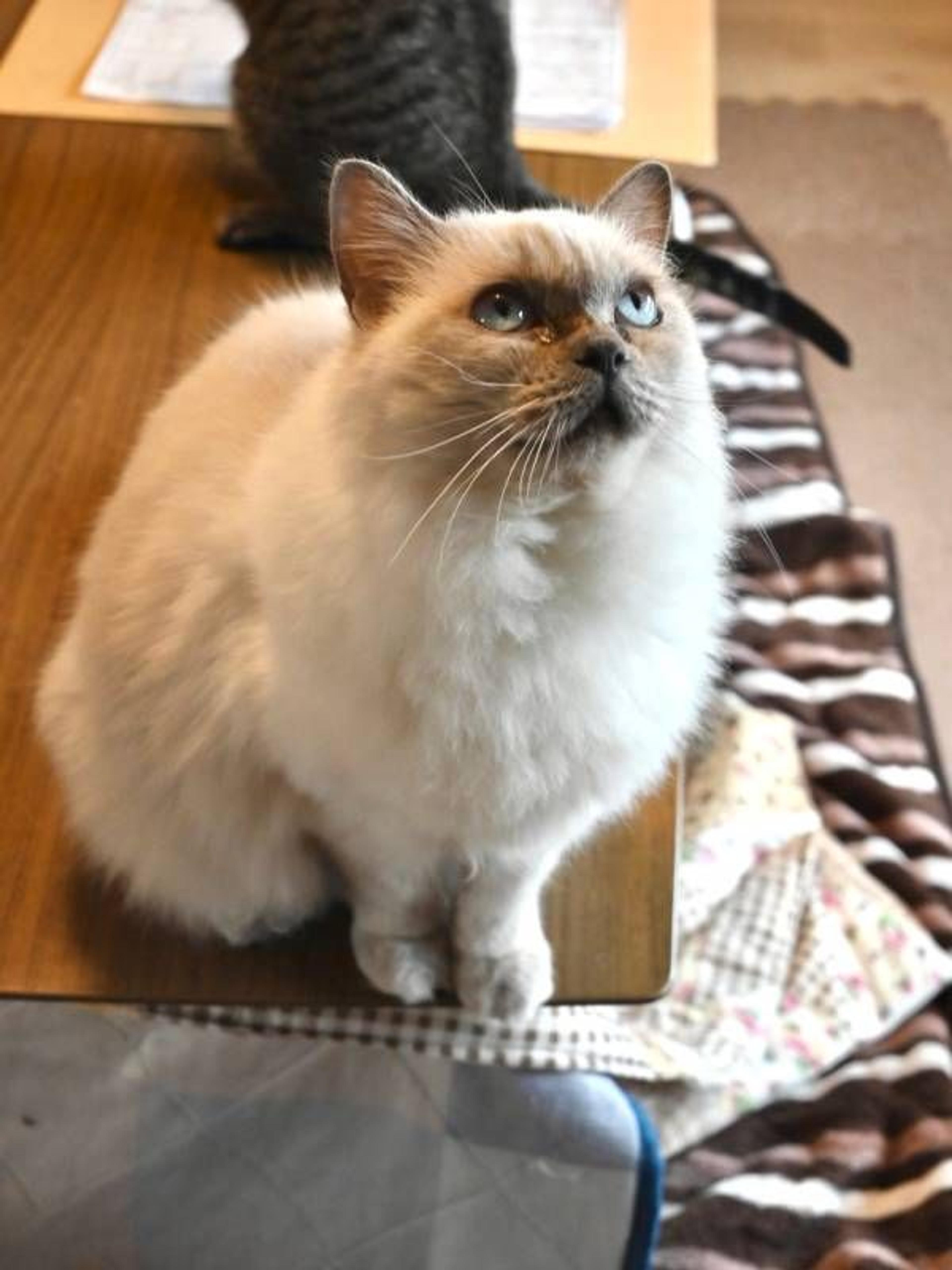 pet-image-2