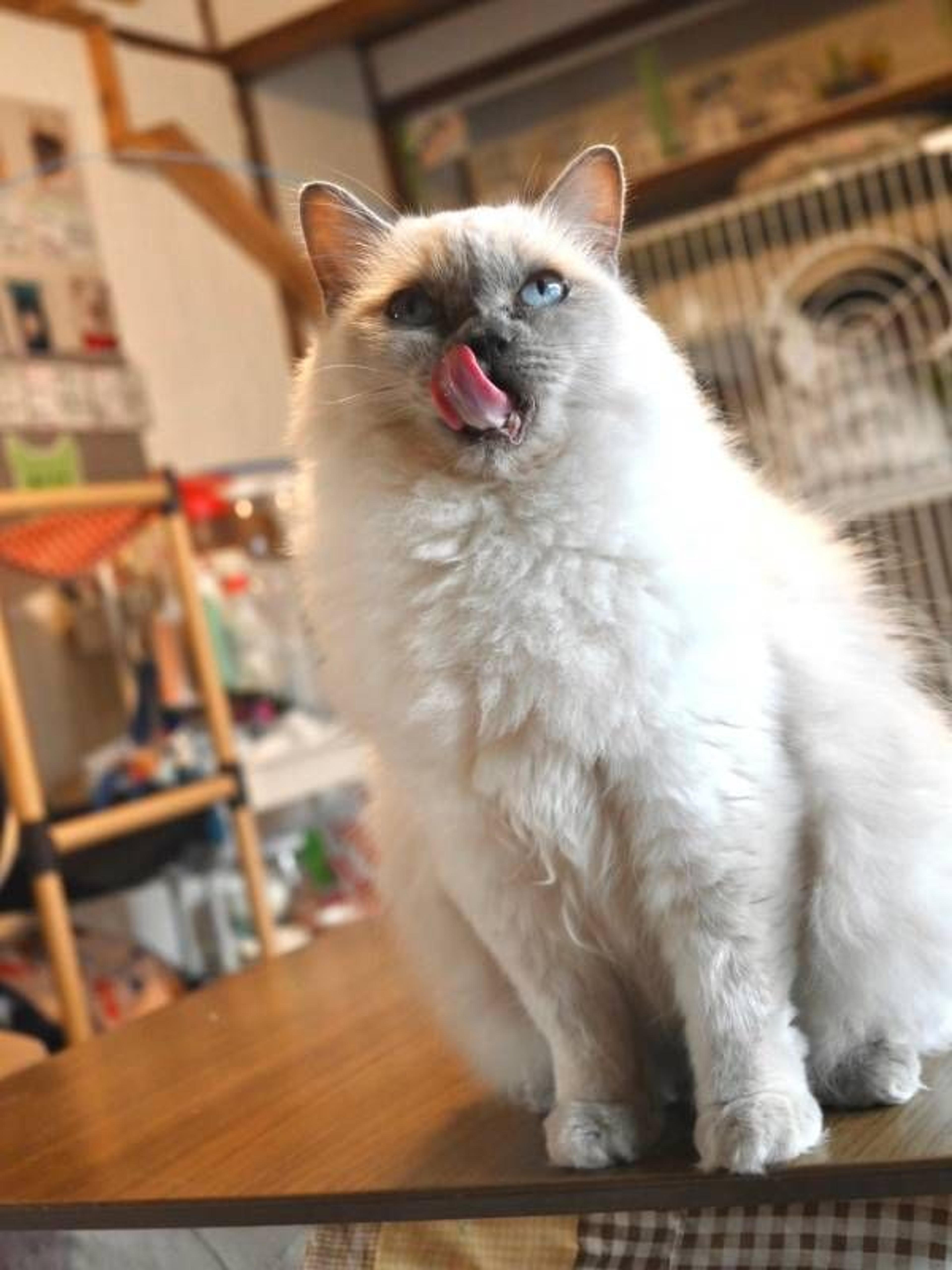 pet-image-3