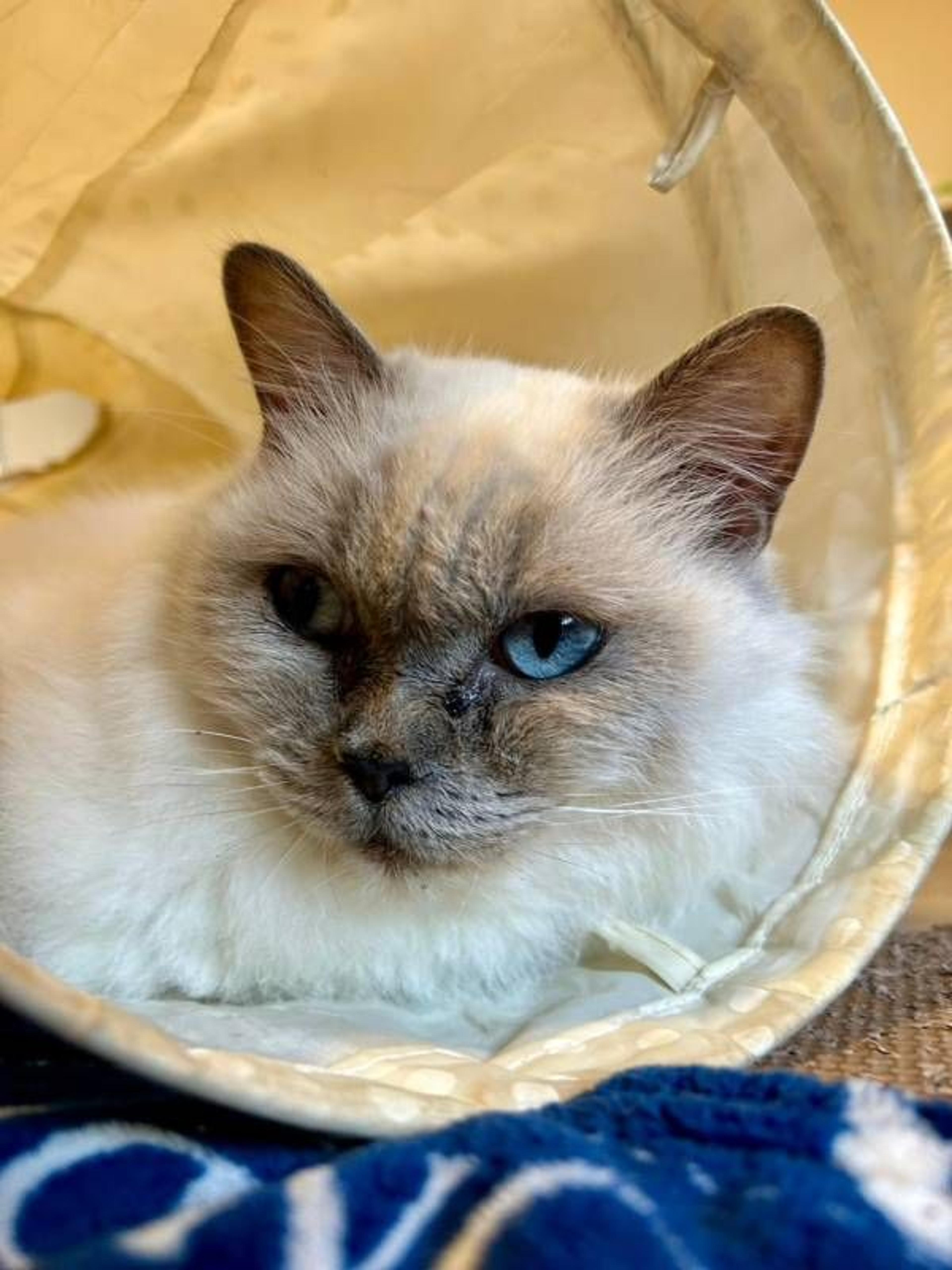 pet-image-4