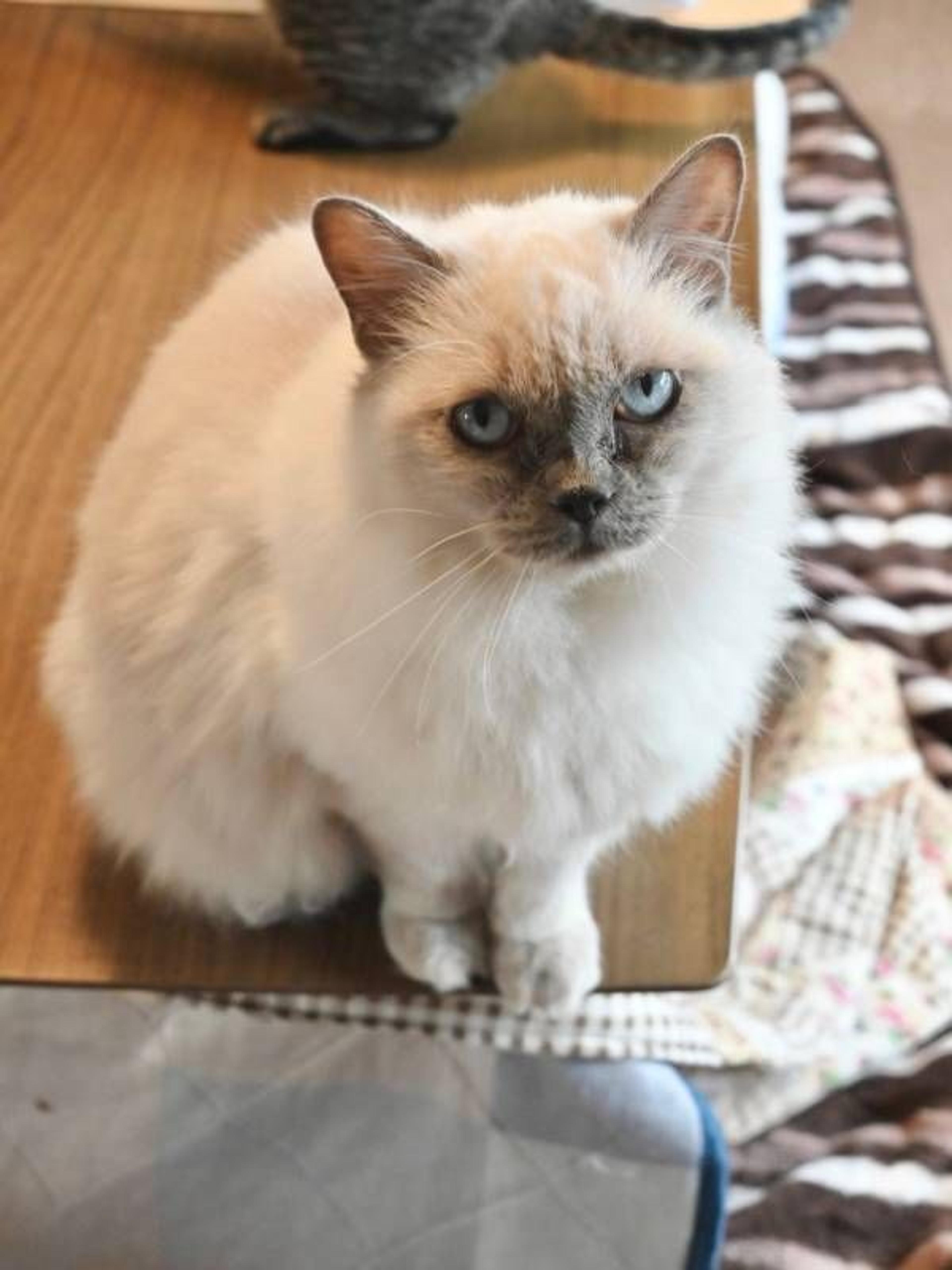 pet-image-5
