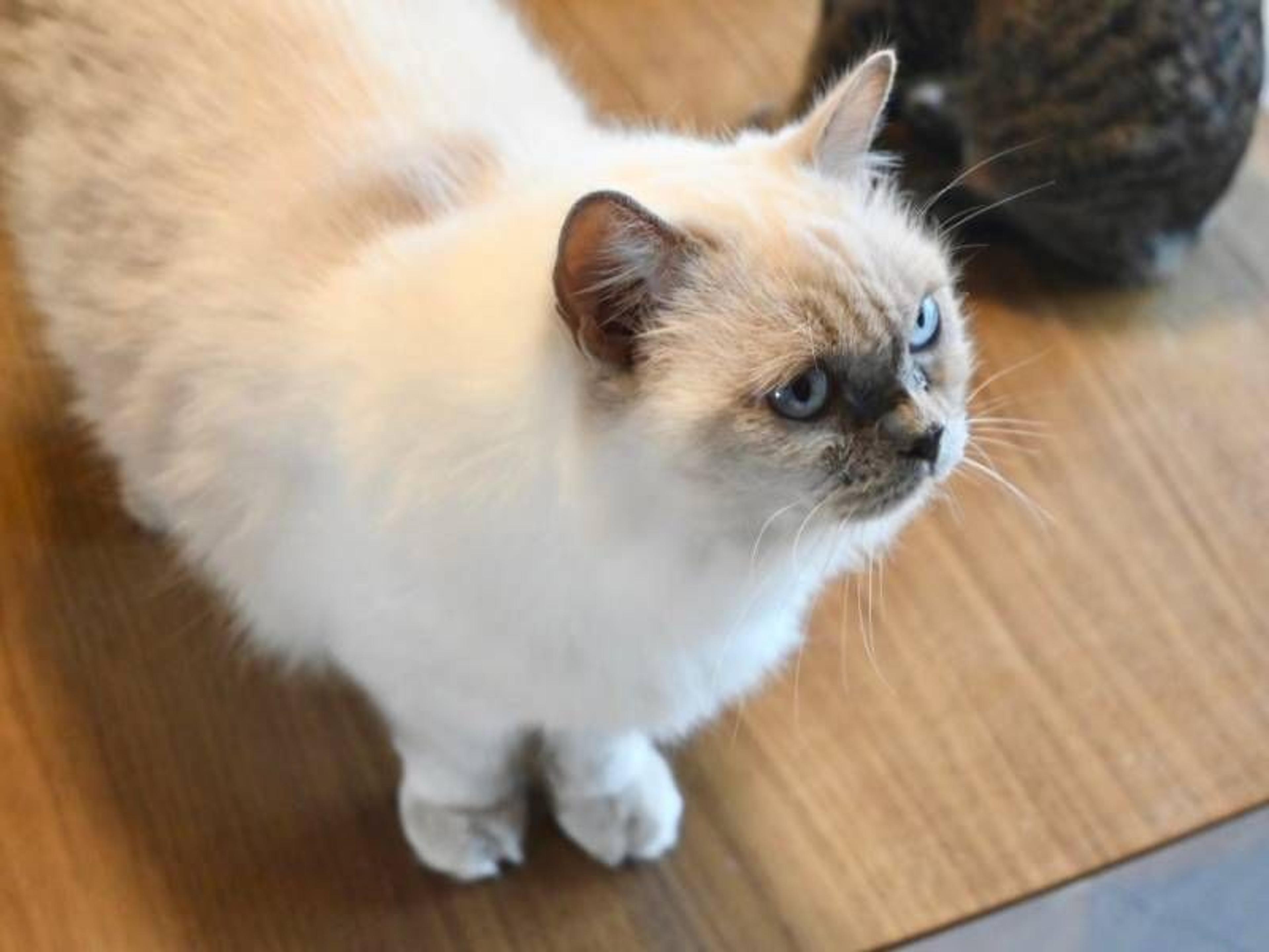 pet-image-6