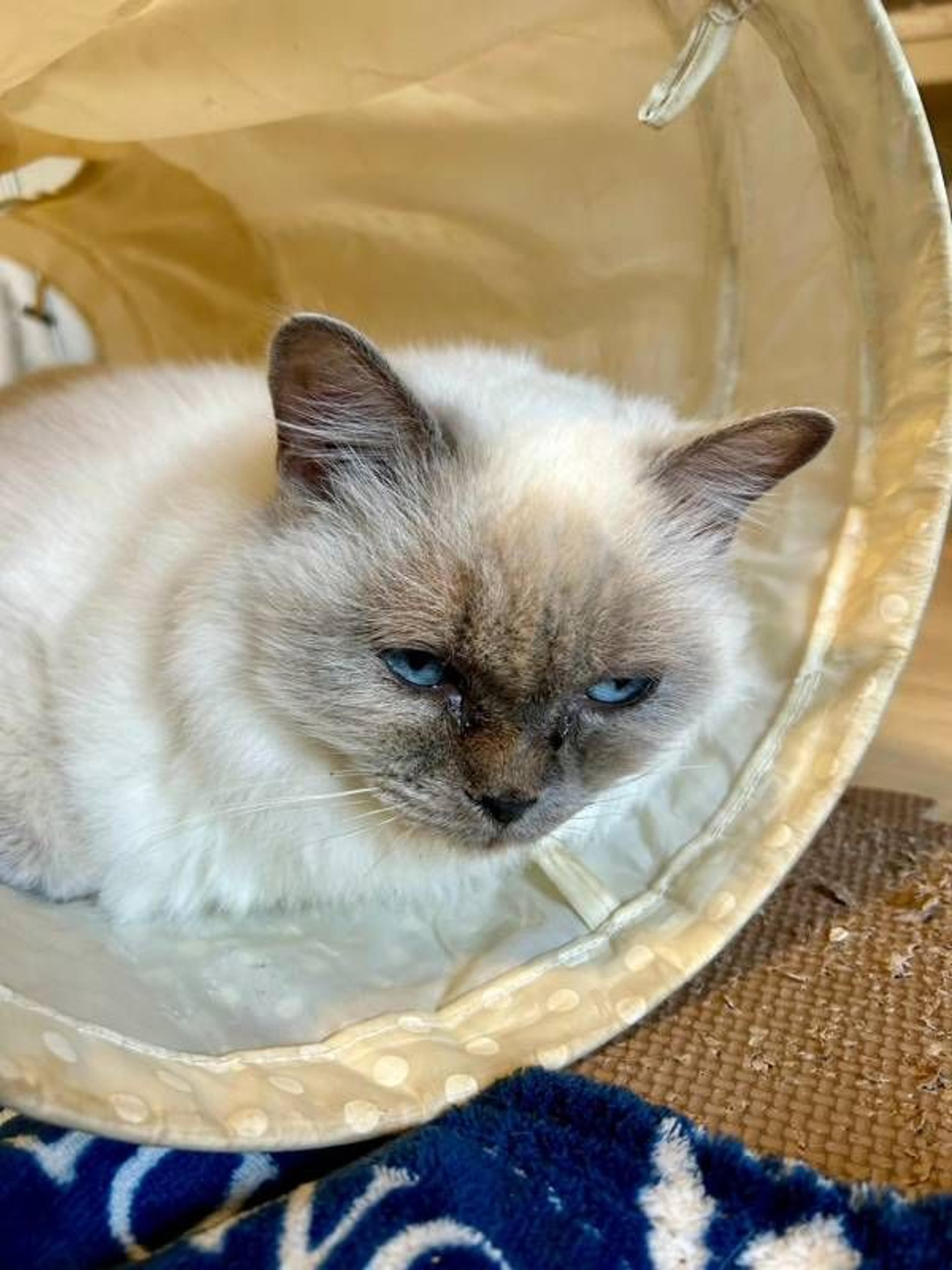 pet-image-7