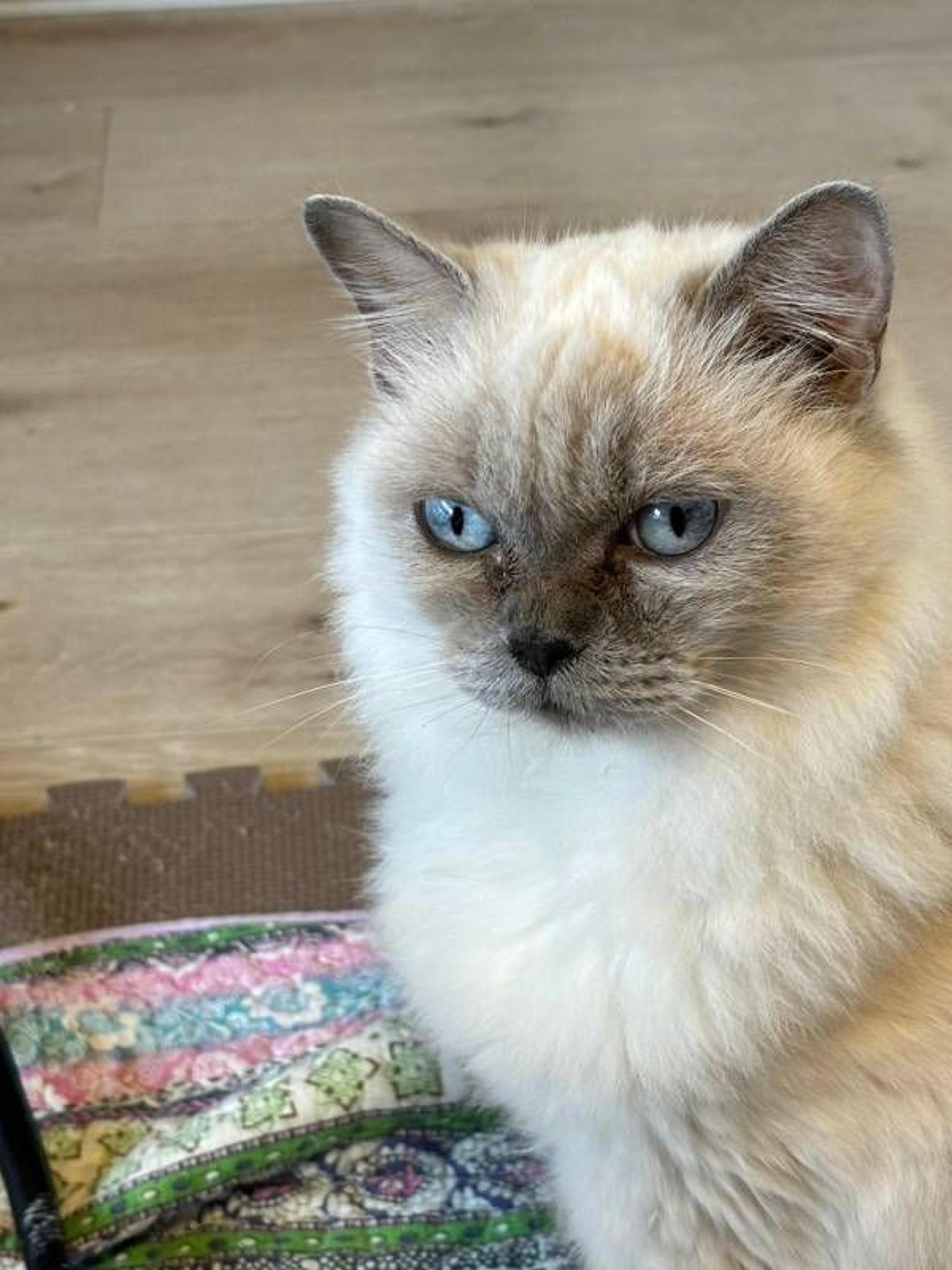 pet-image-8