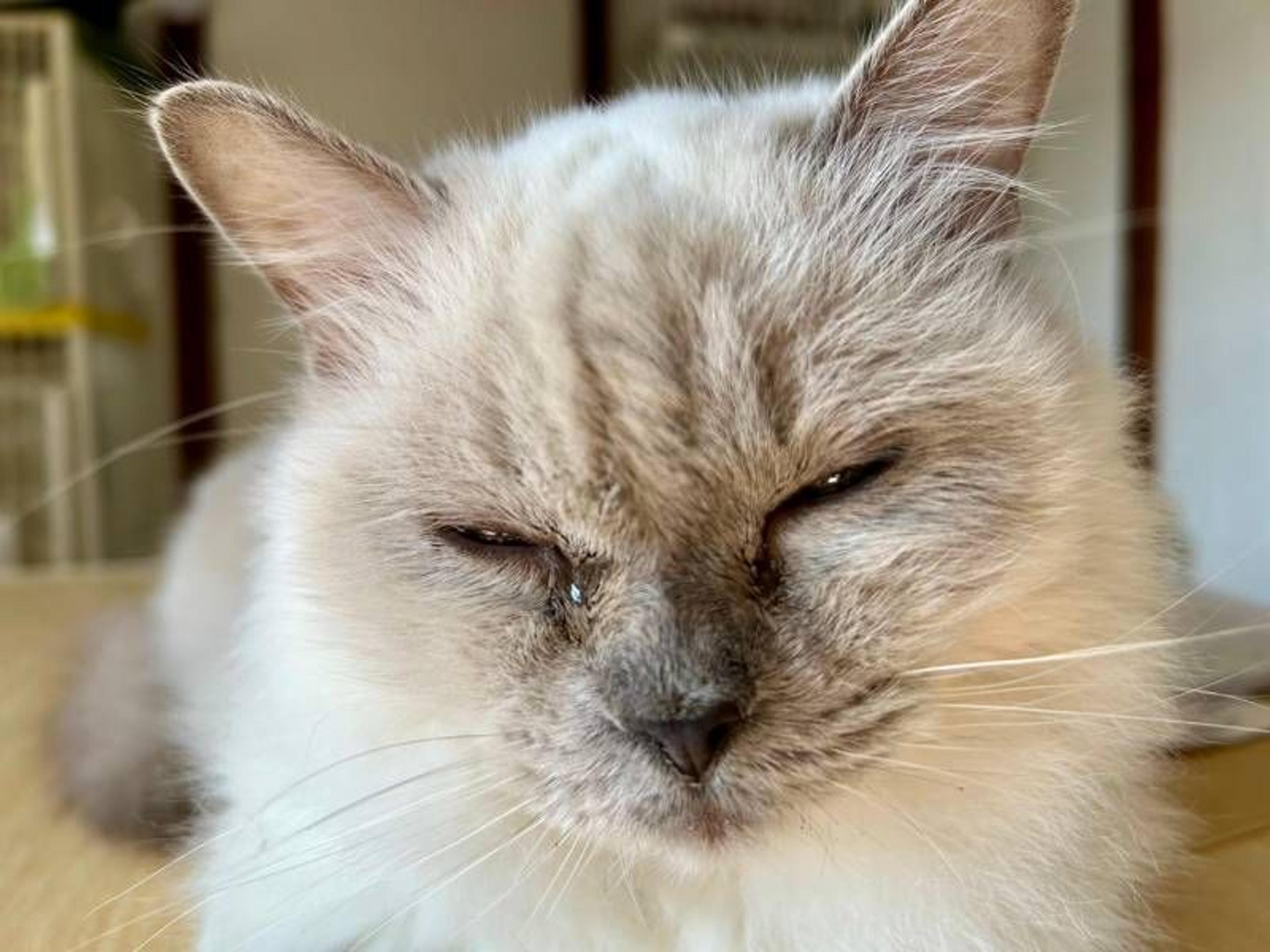 pet-image-9