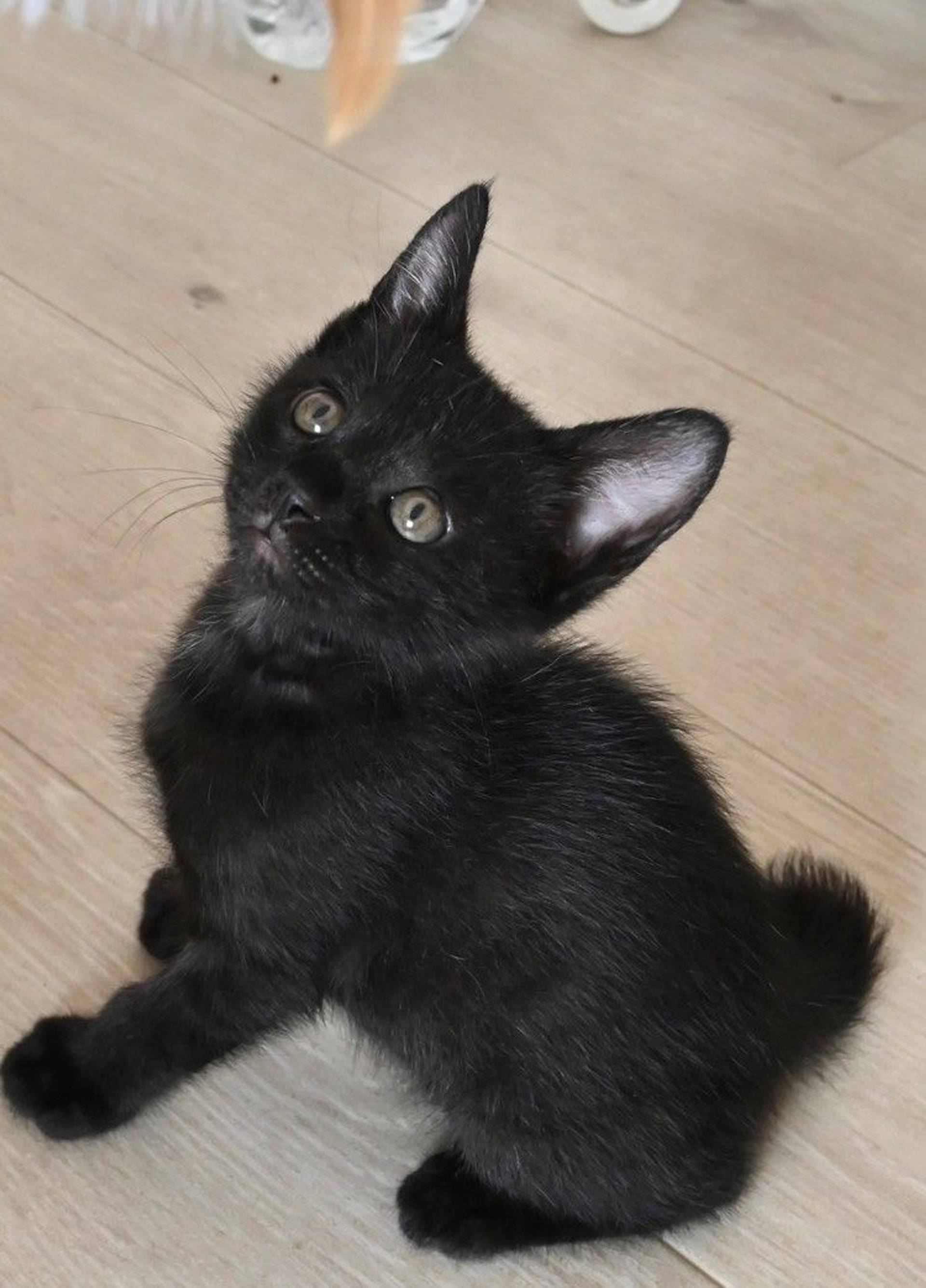 雑種（ミックス猫）・オスの里親募集の写真