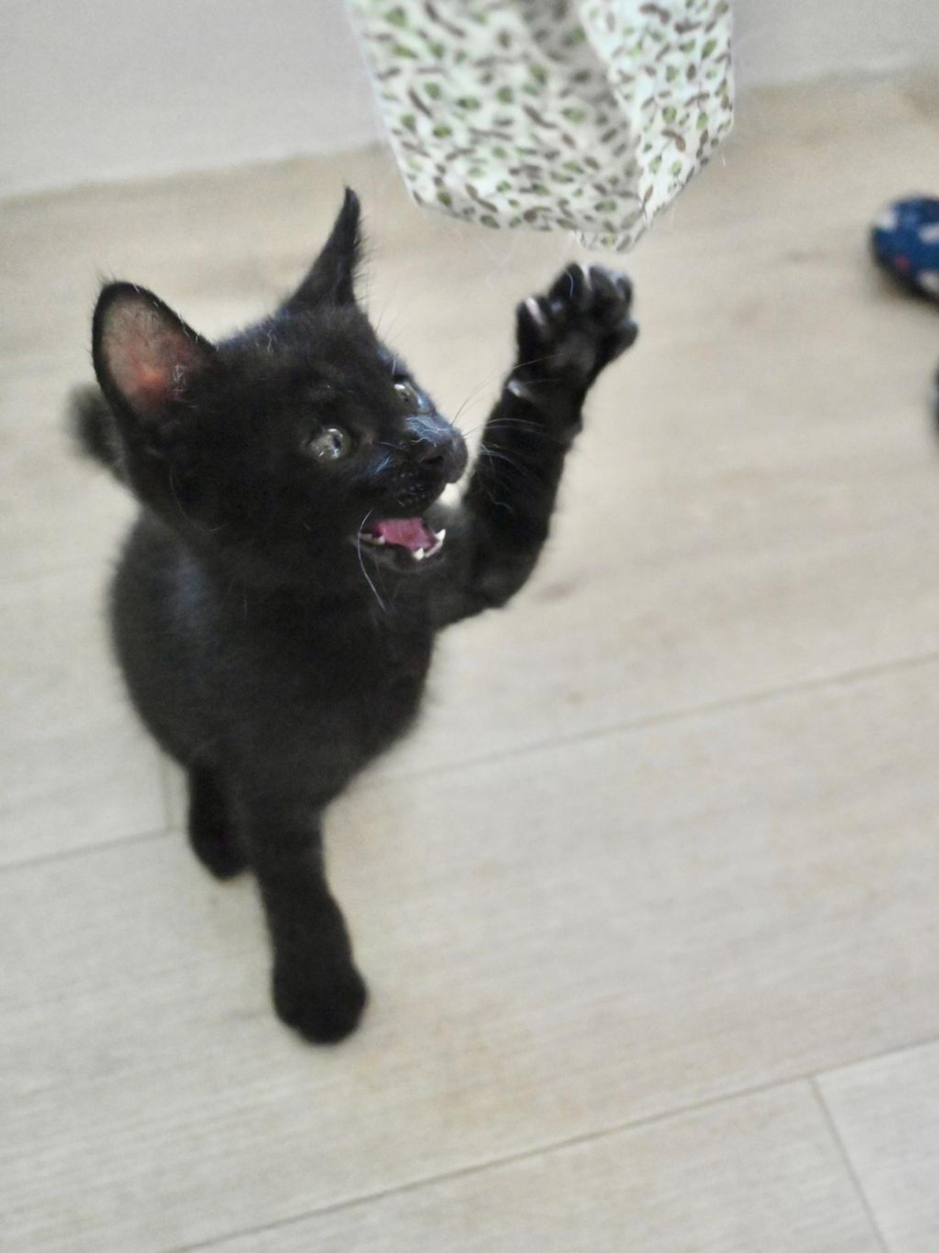 pet-image-4