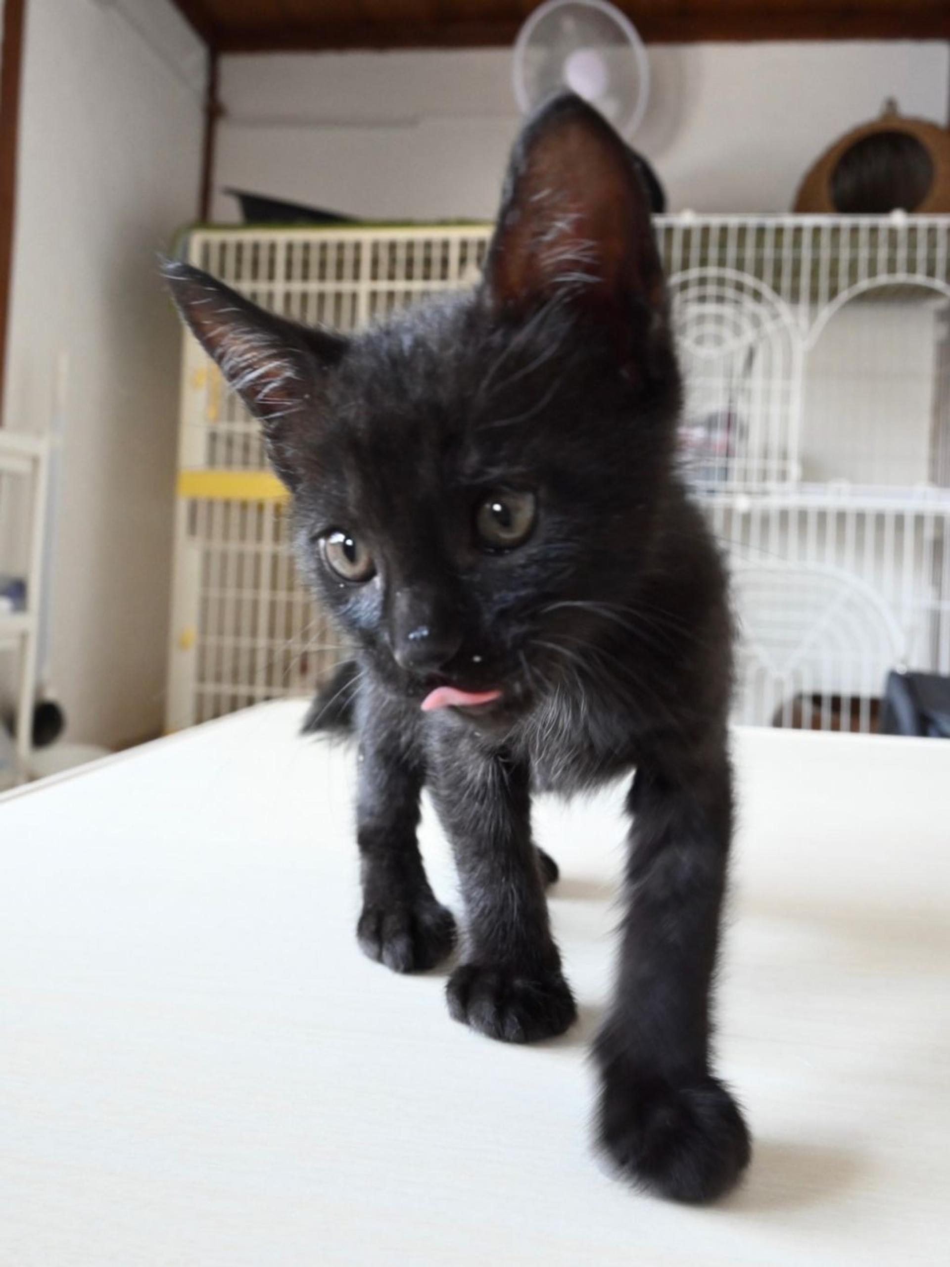 pet-image-6