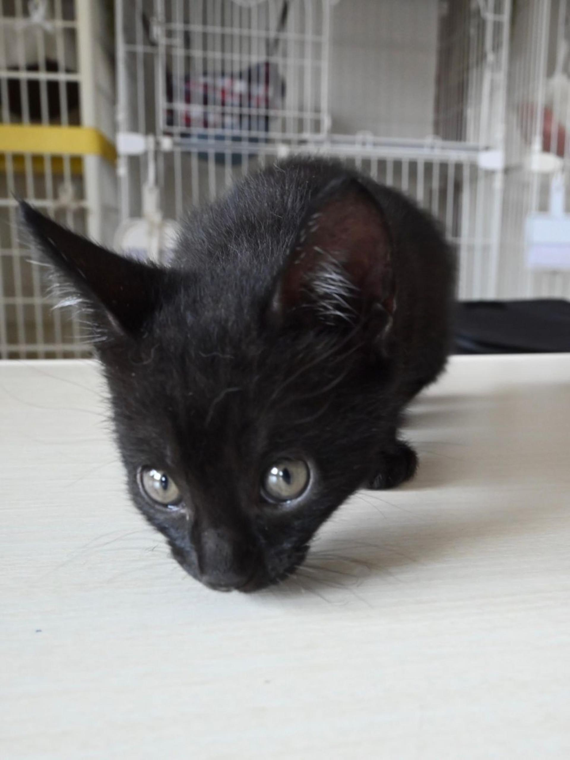 pet-image-7