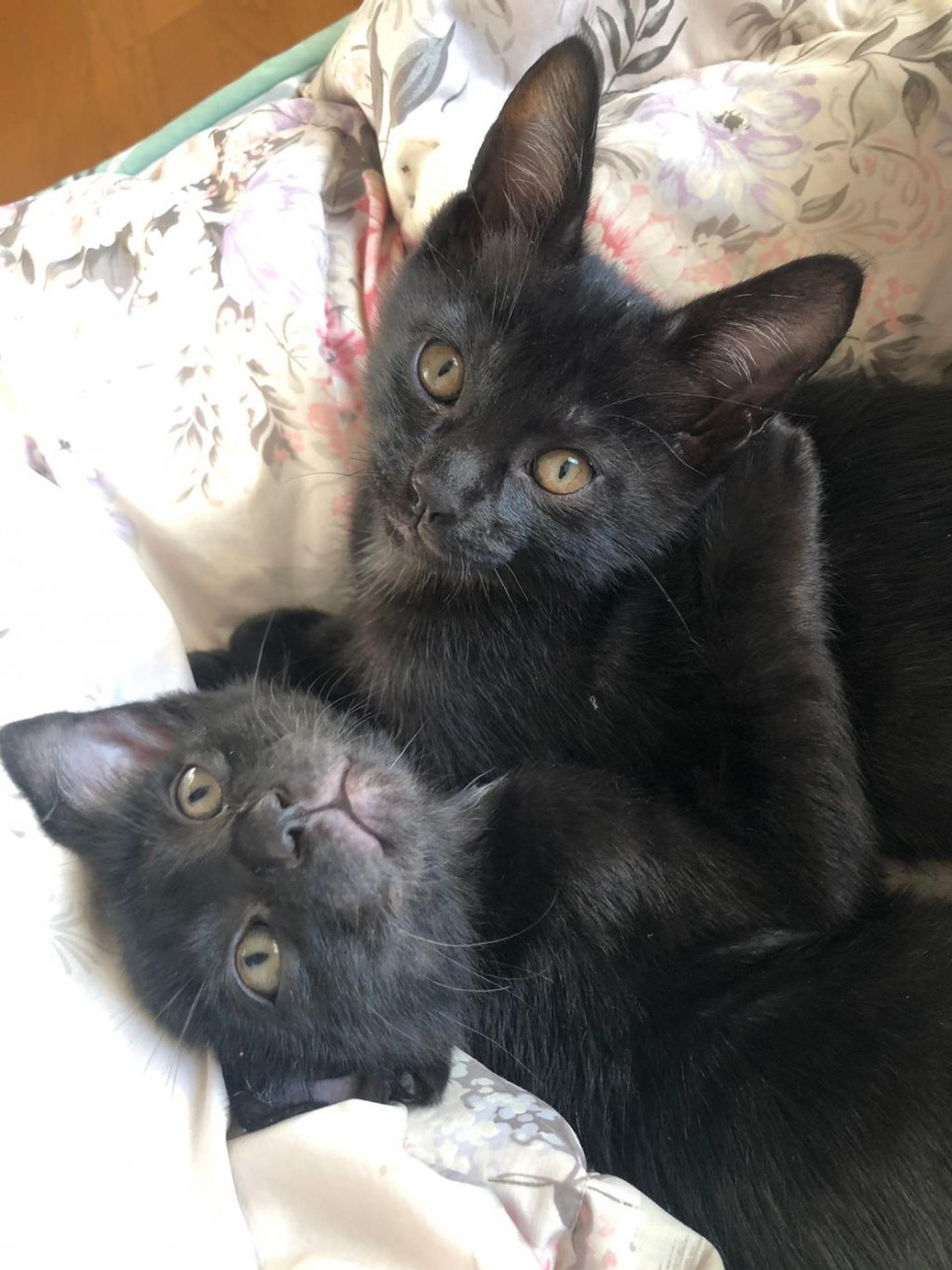 pet-image-9
