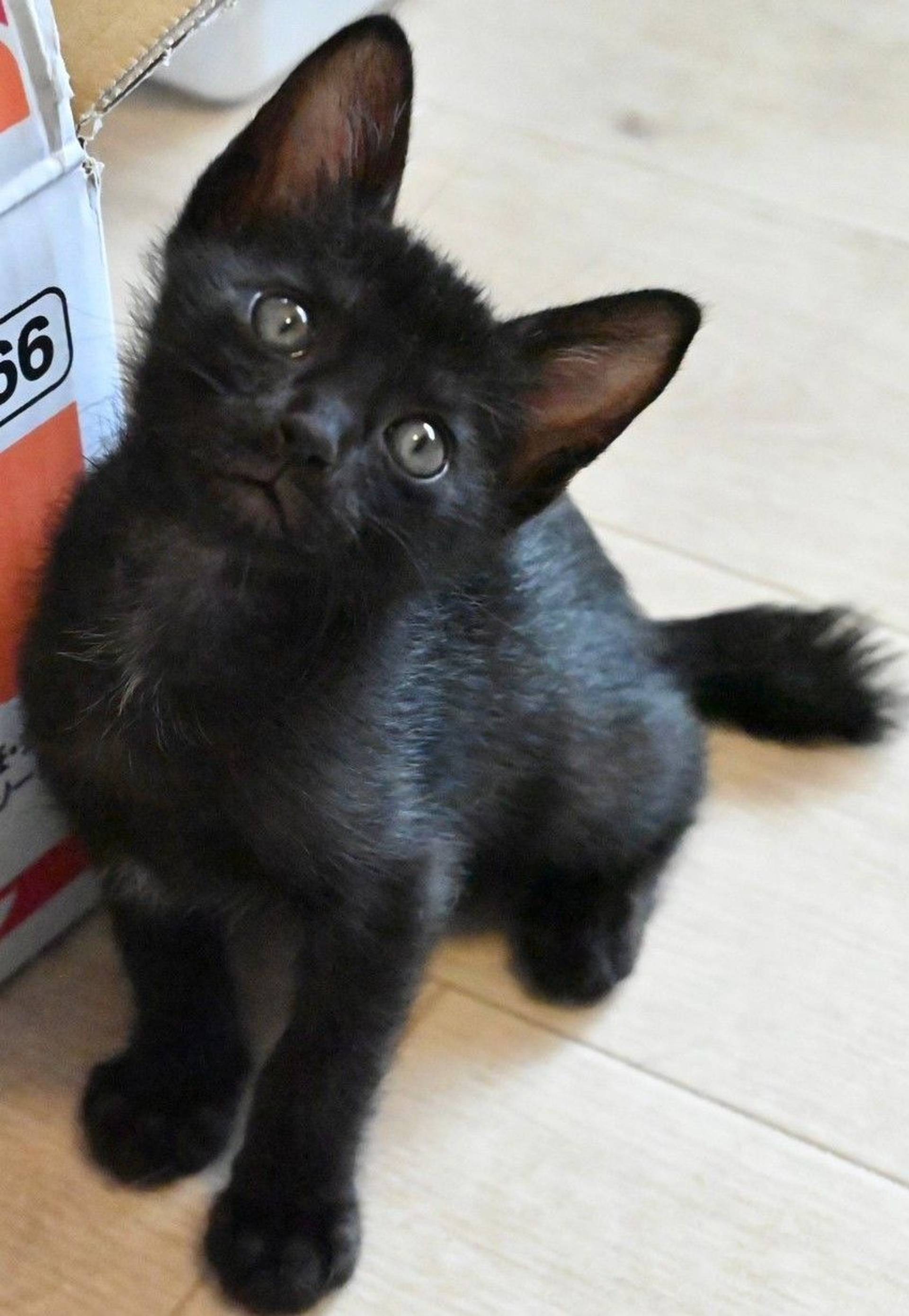 雑種（ミックス猫）・オスの里親募集の写真