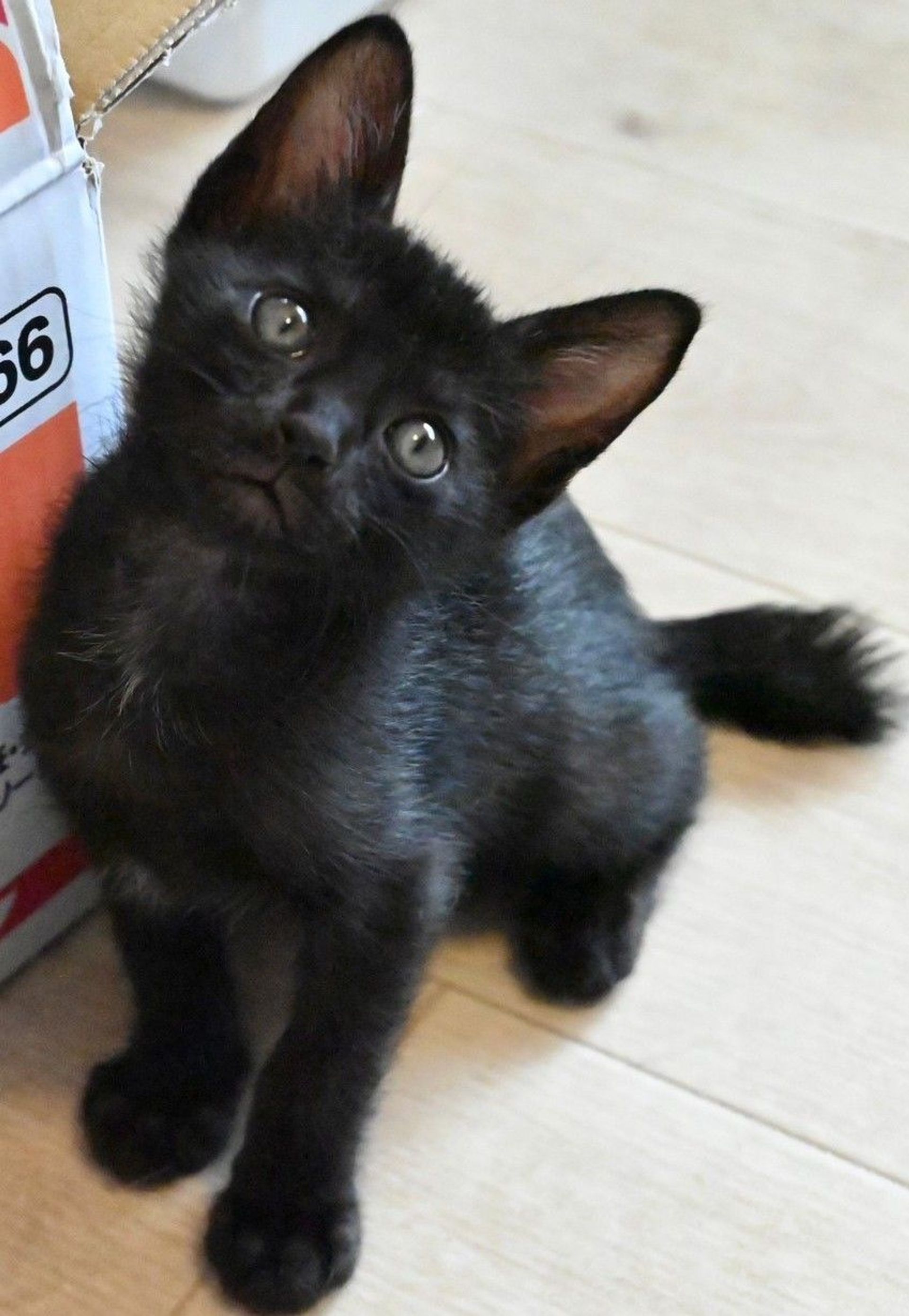 雑種（ミックス猫）・オスの里親募集の写真