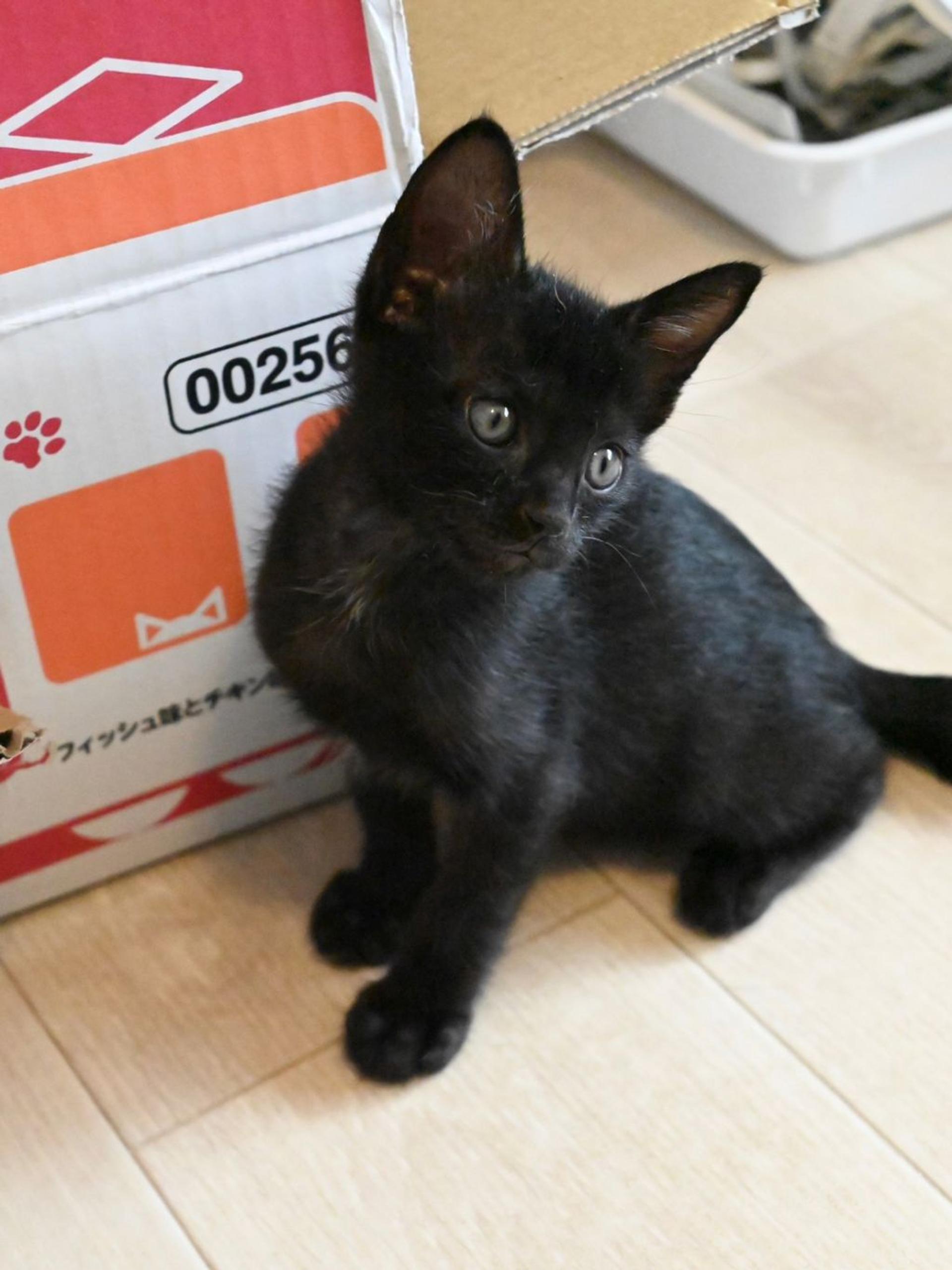 pet-image-2