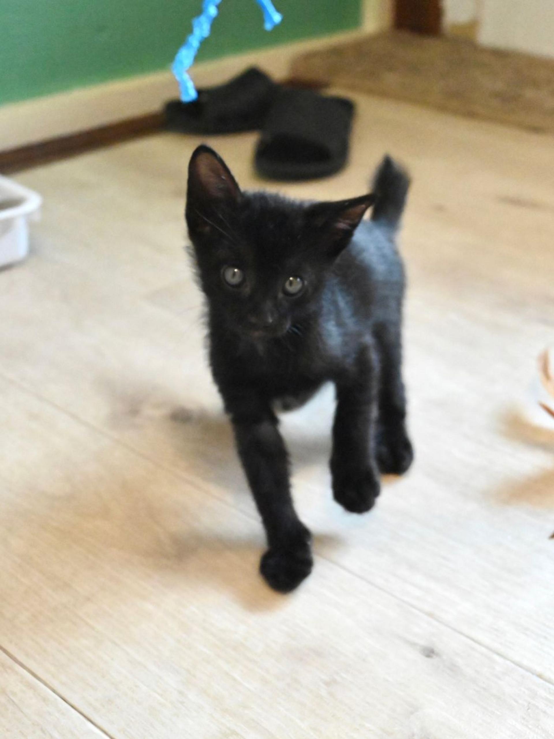 pet-image-3