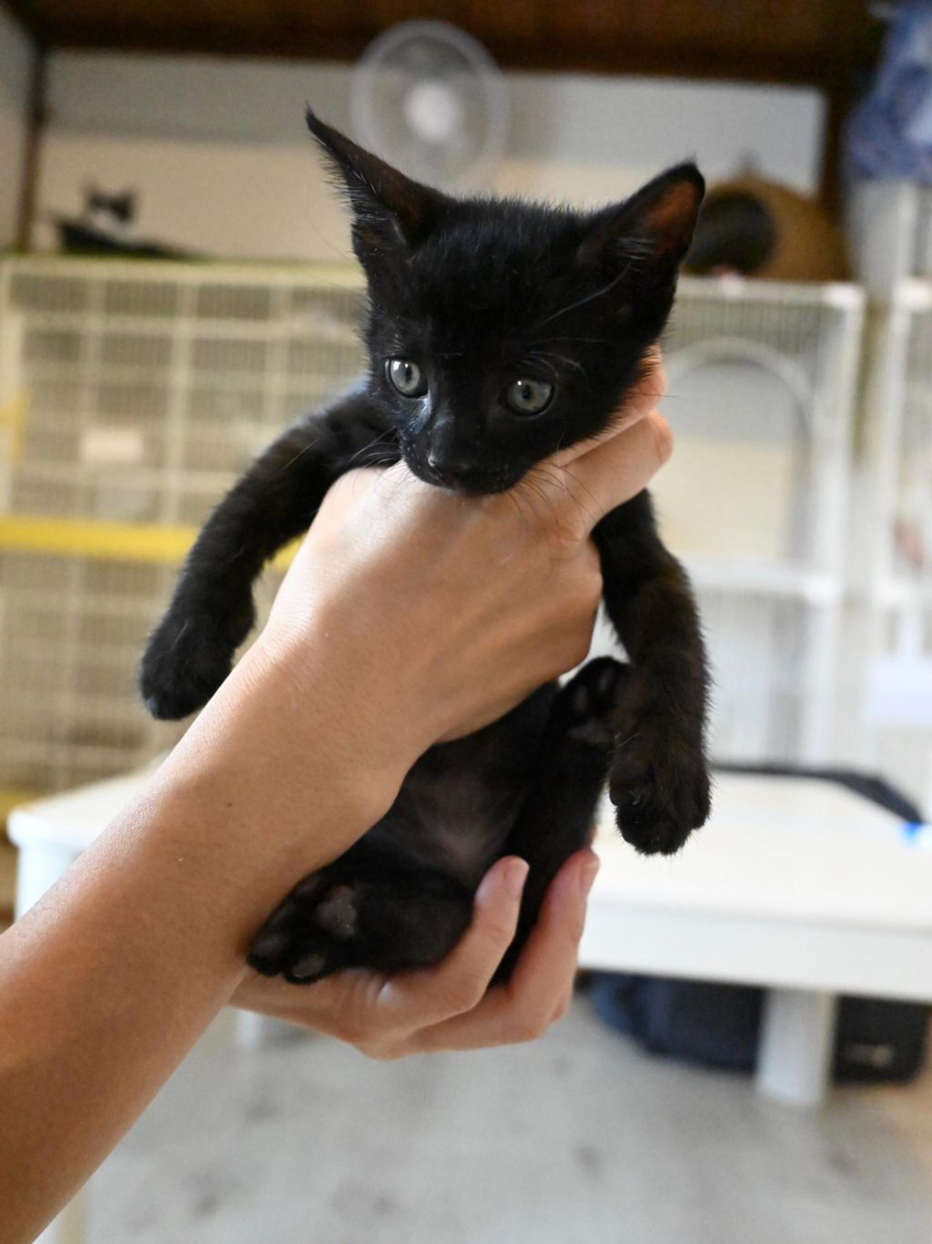 pet-image-5