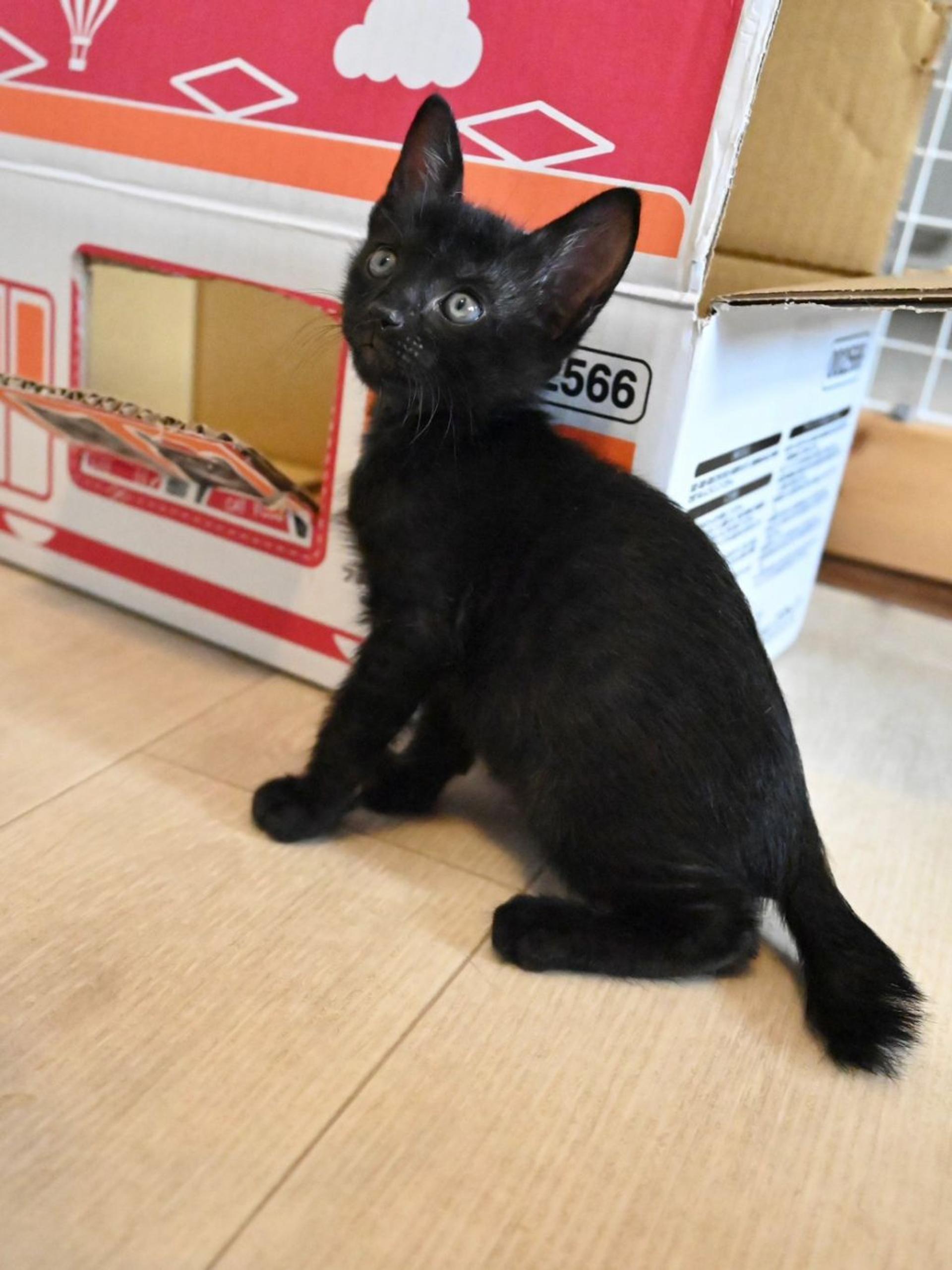 pet-image-6