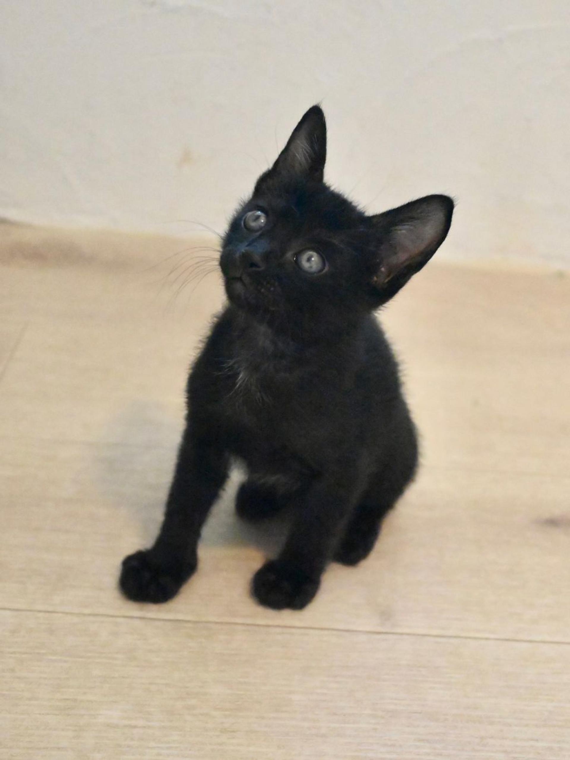 pet-image-7