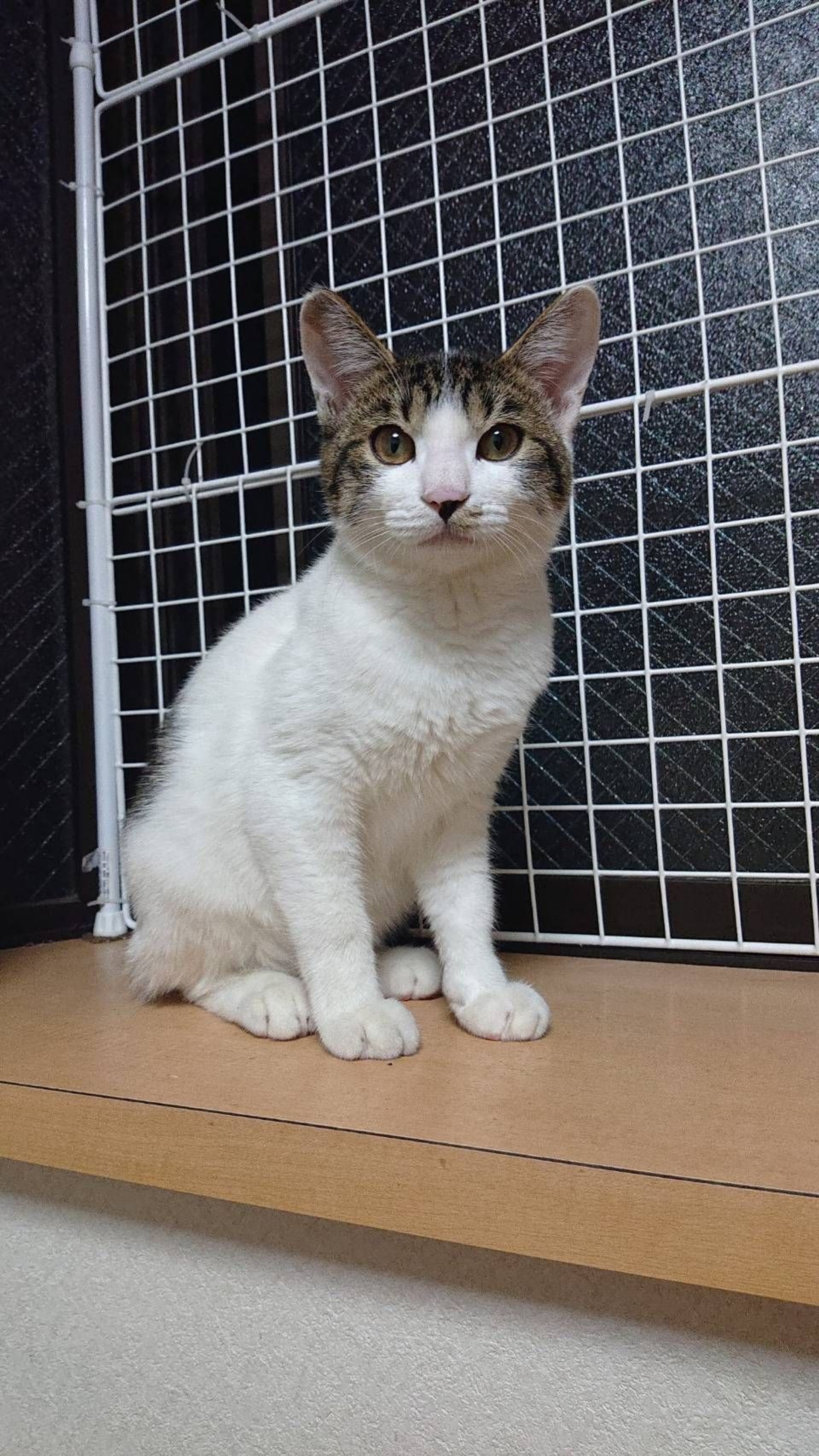 雑種（ミックス猫）・オスの里親募集の写真