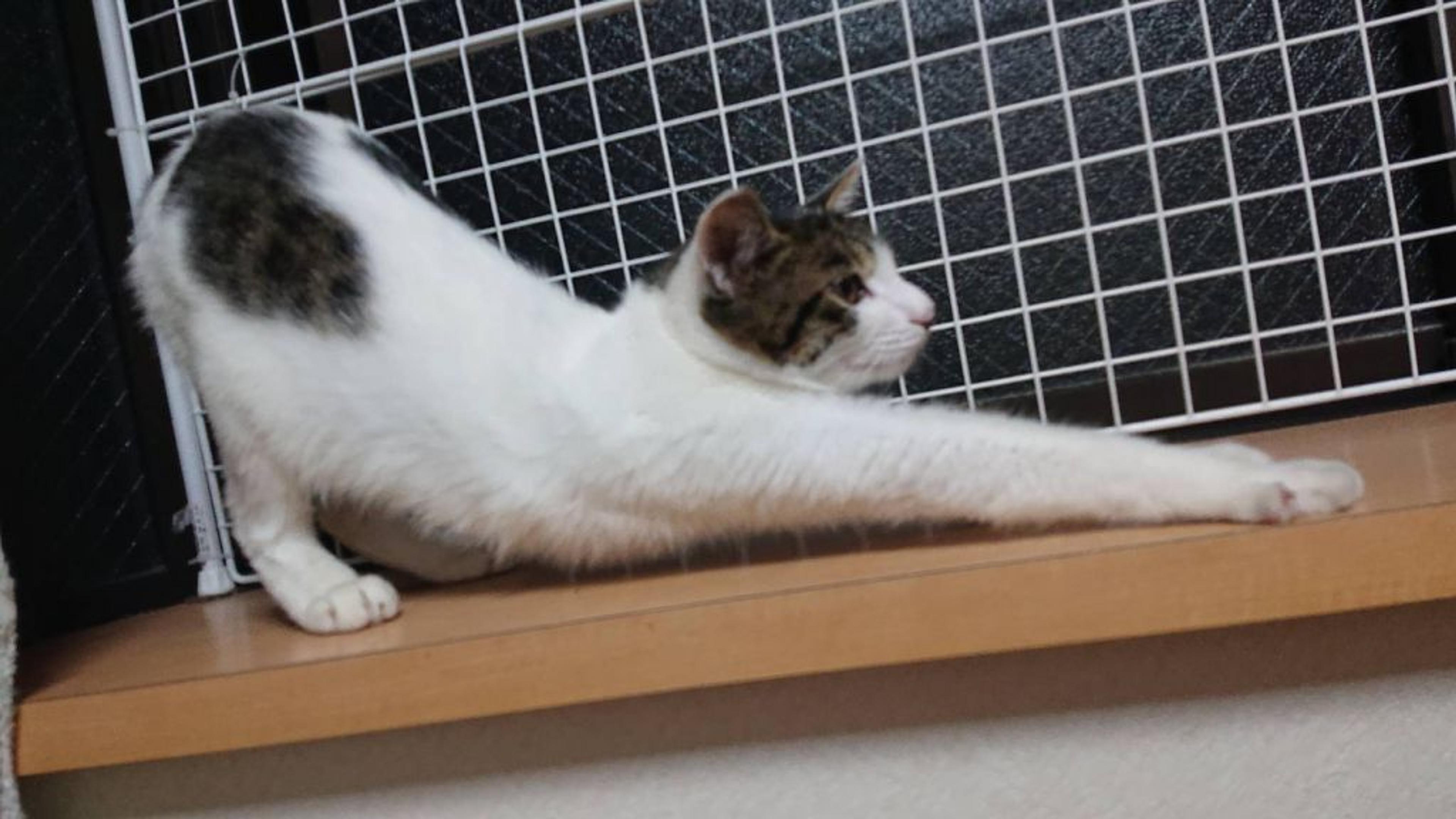 pet-image-3
