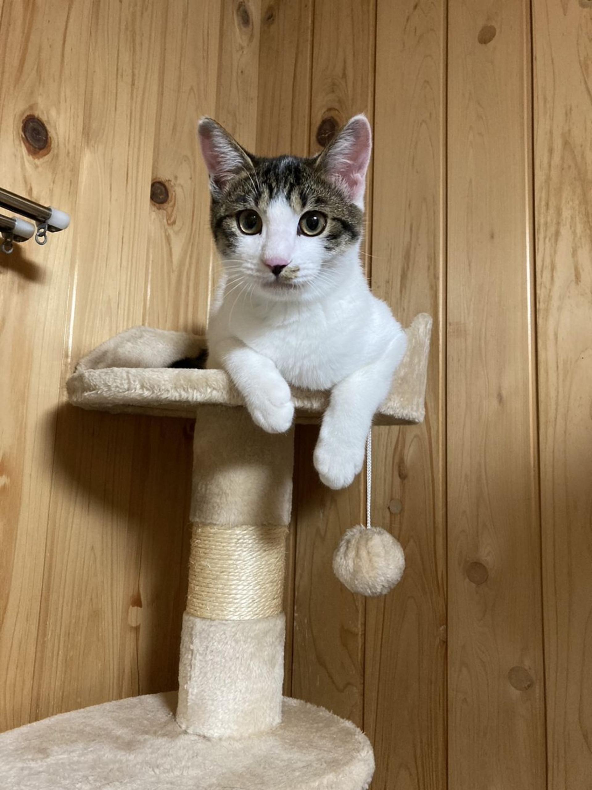 pet-image-2