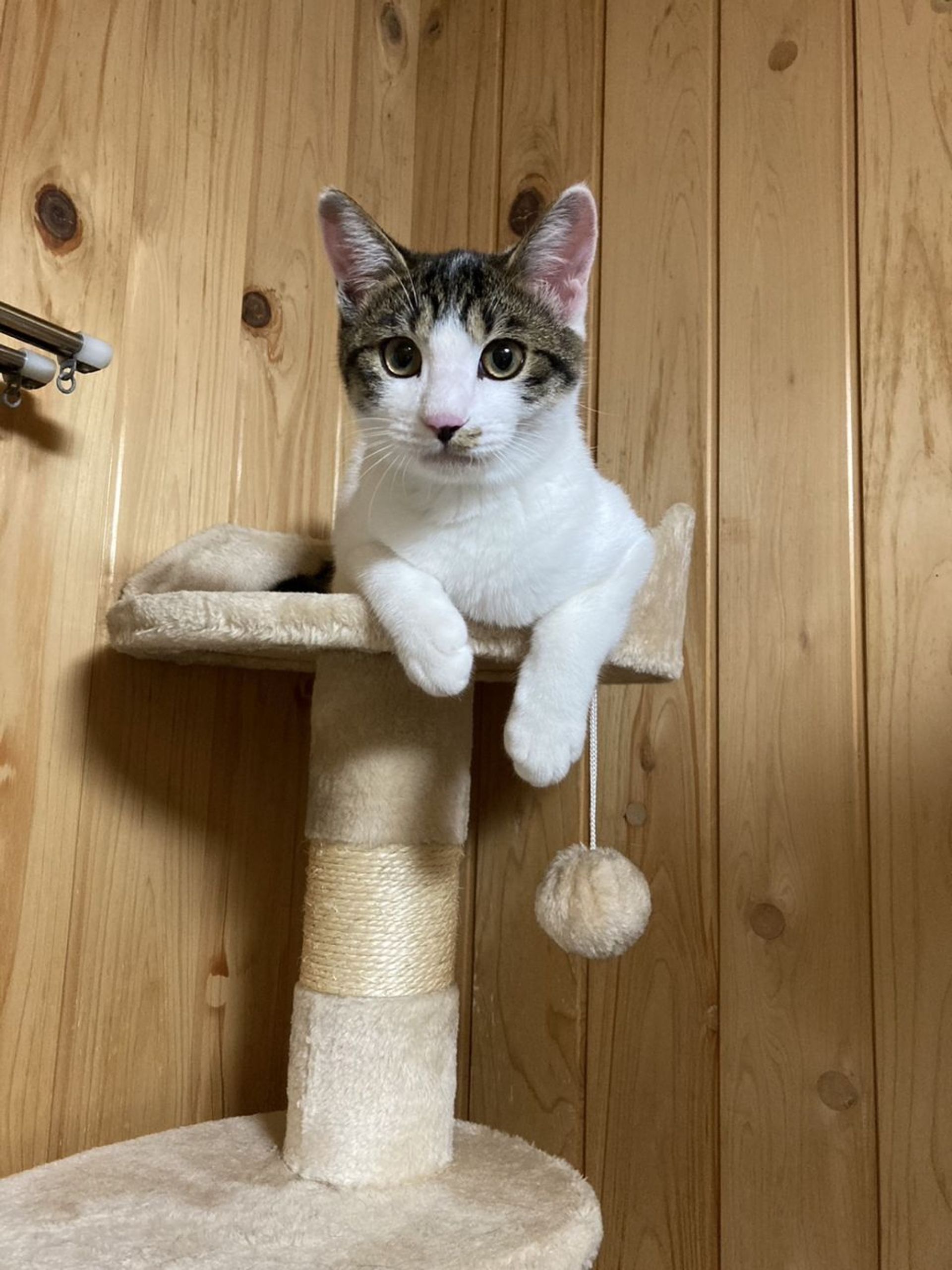雑種（ミックス猫）・オスの里親募集の写真