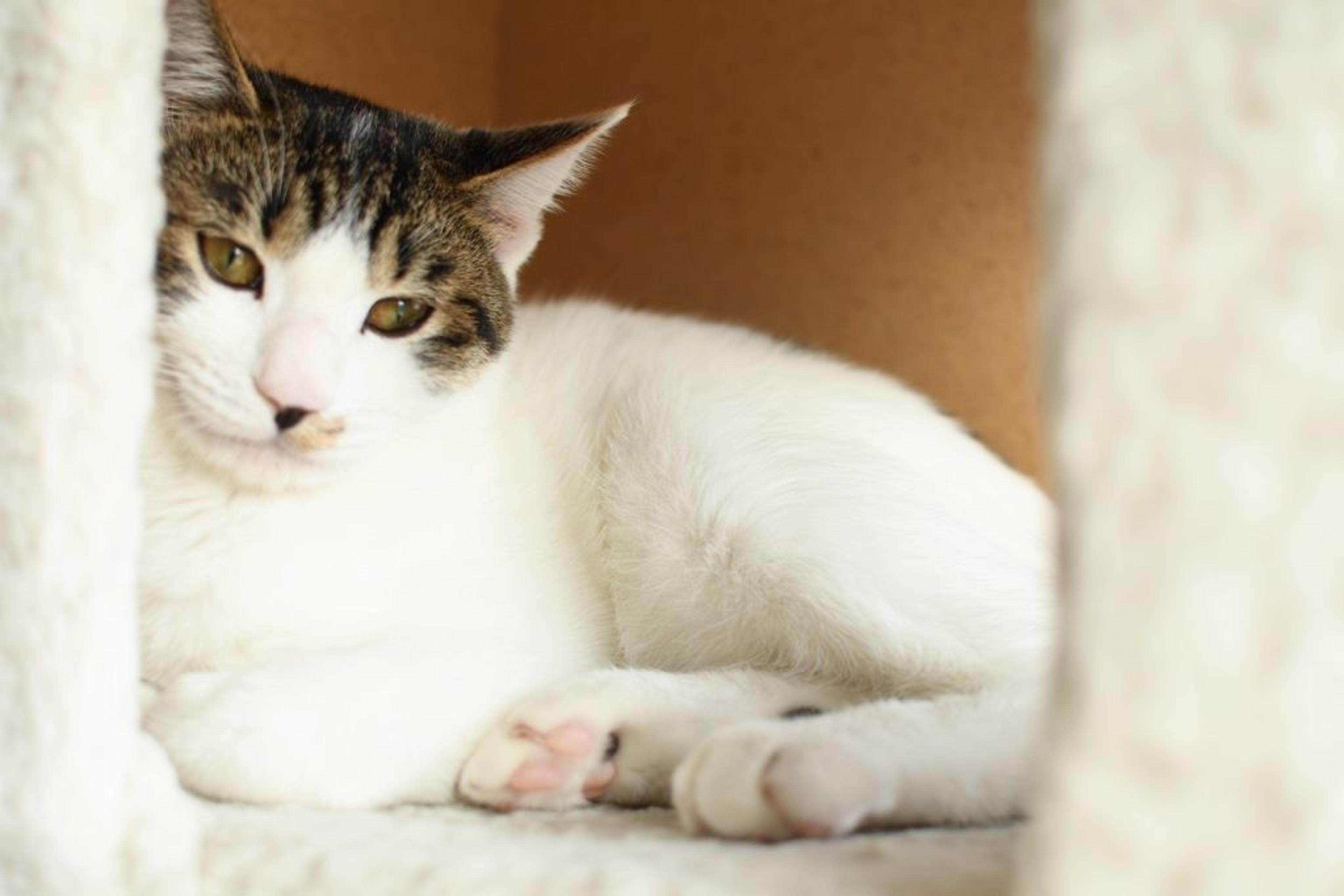 pet-image-4