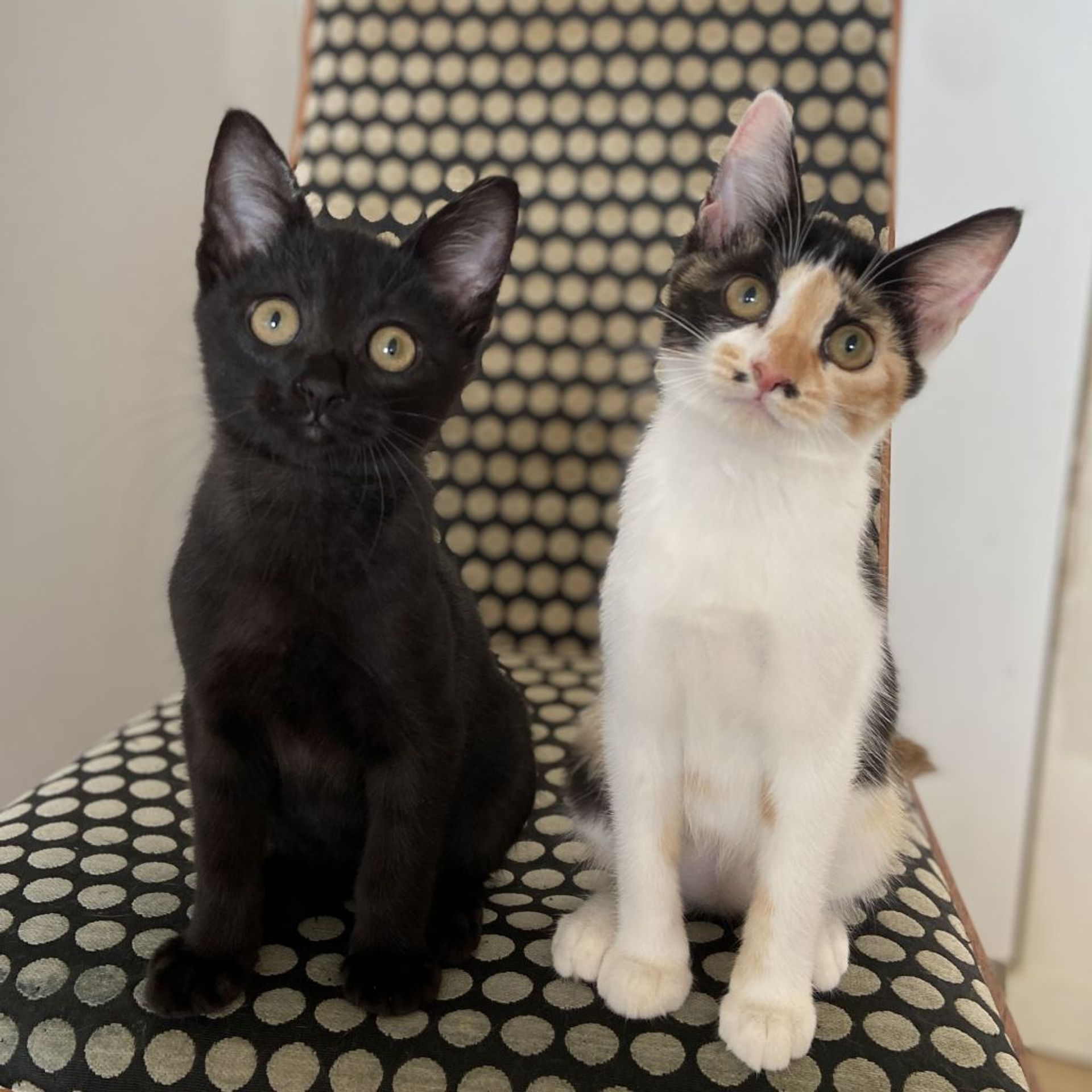 雑種（ミックス猫）・オスの里親募集の写真