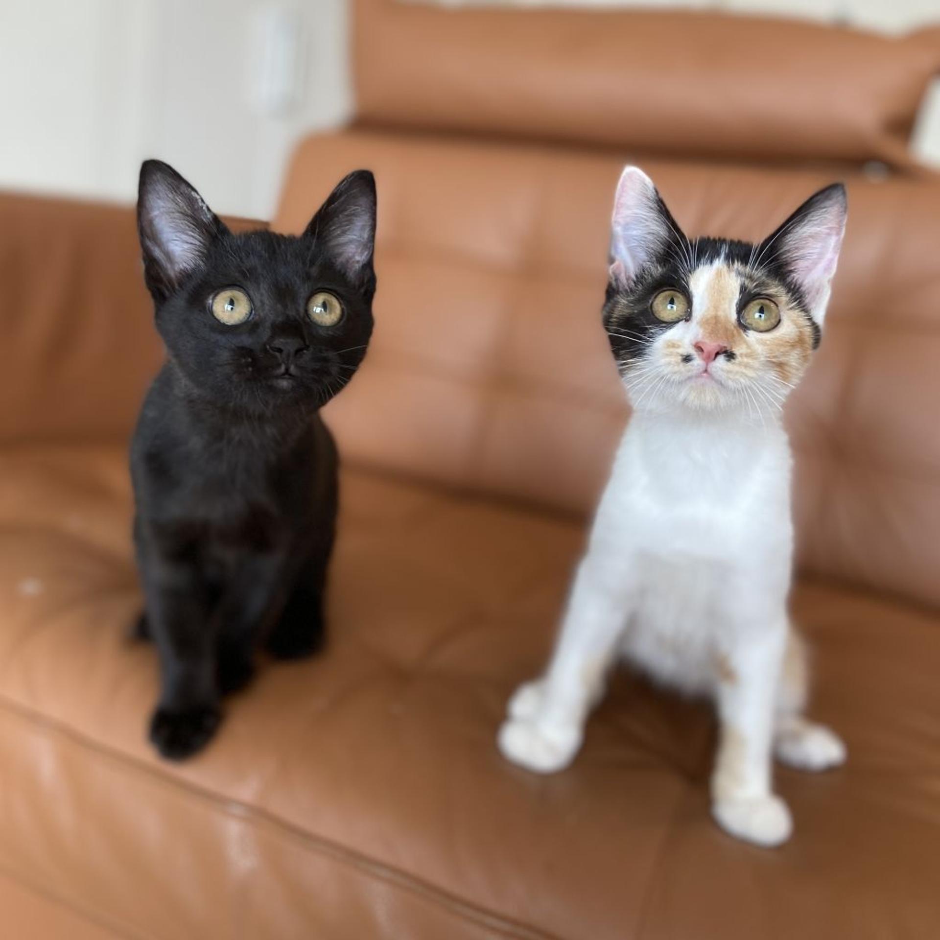 pet-image-5