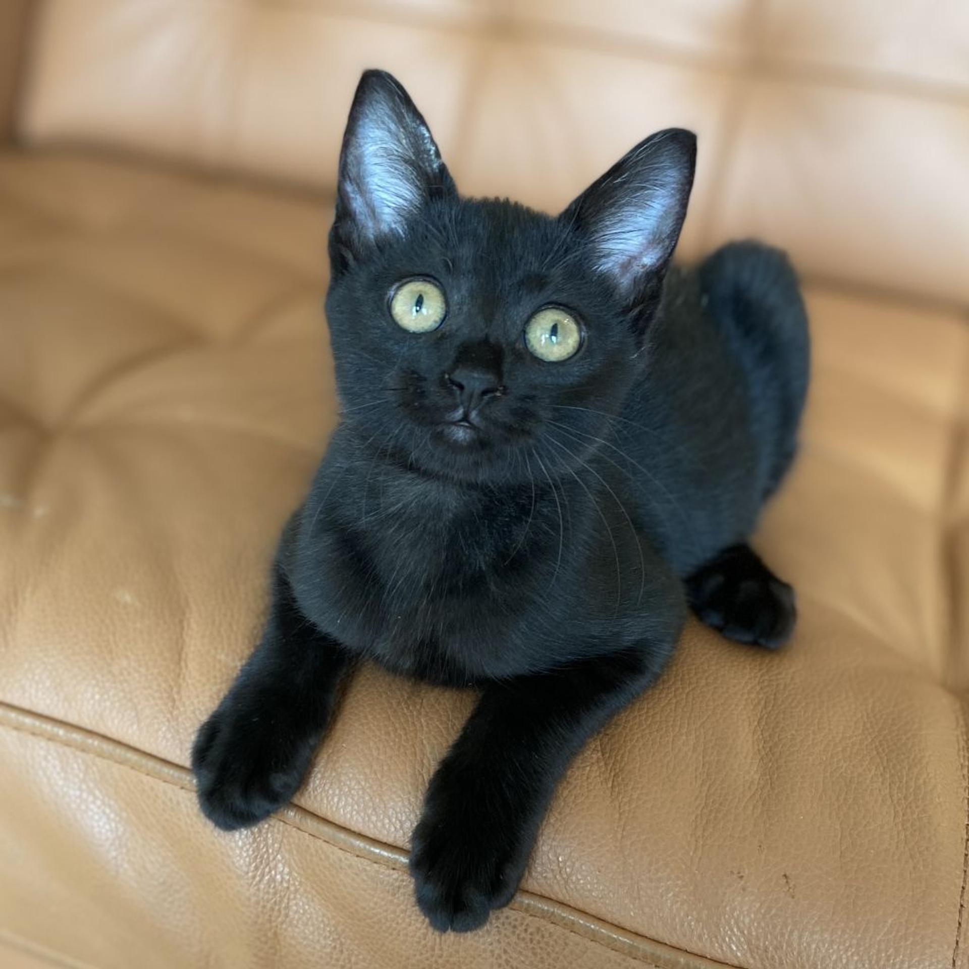 pet-image-7