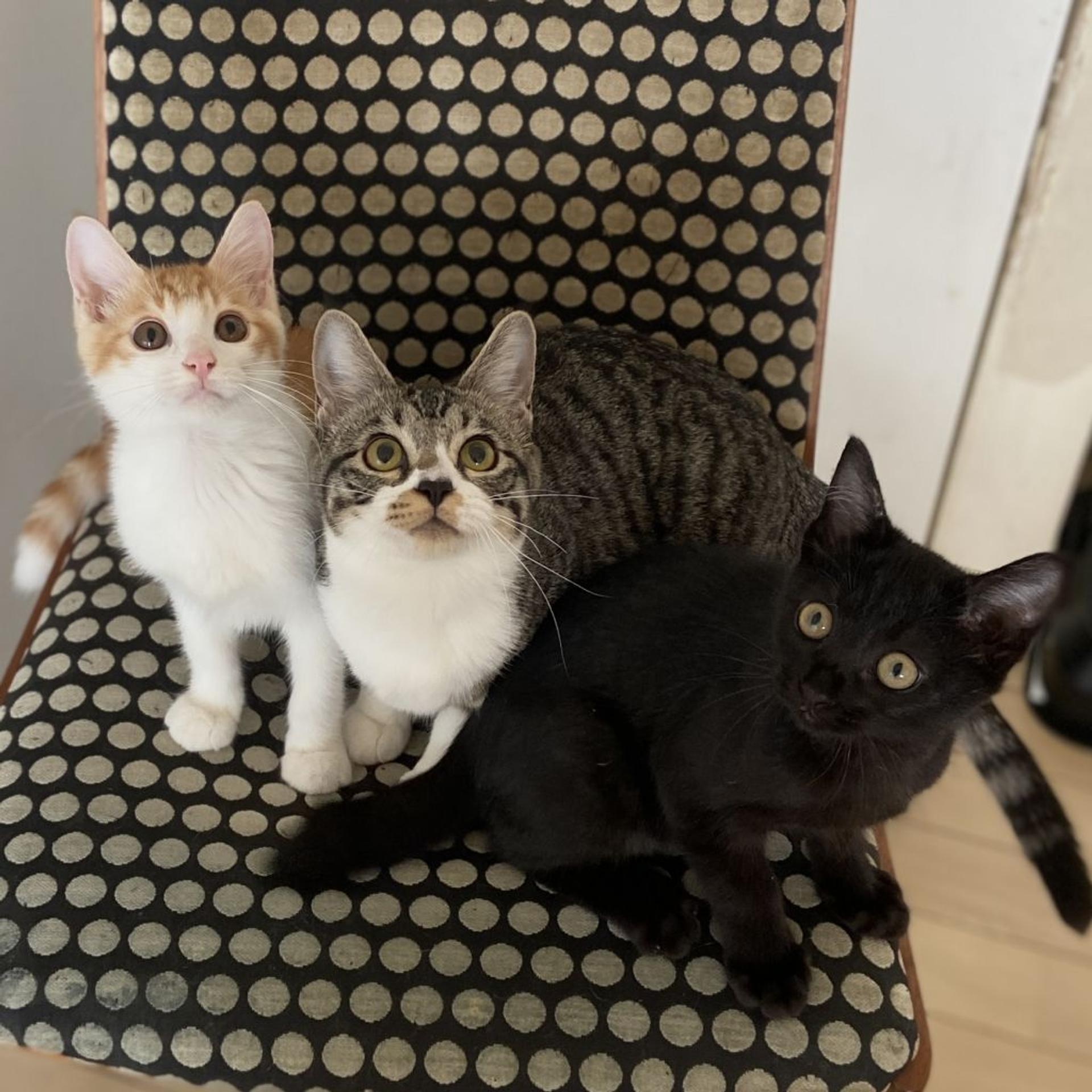pet-image-9