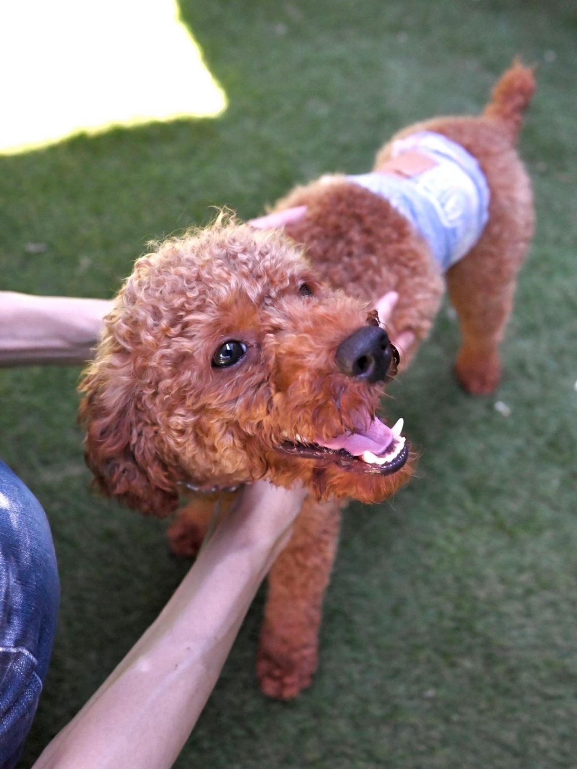 pet-image-3