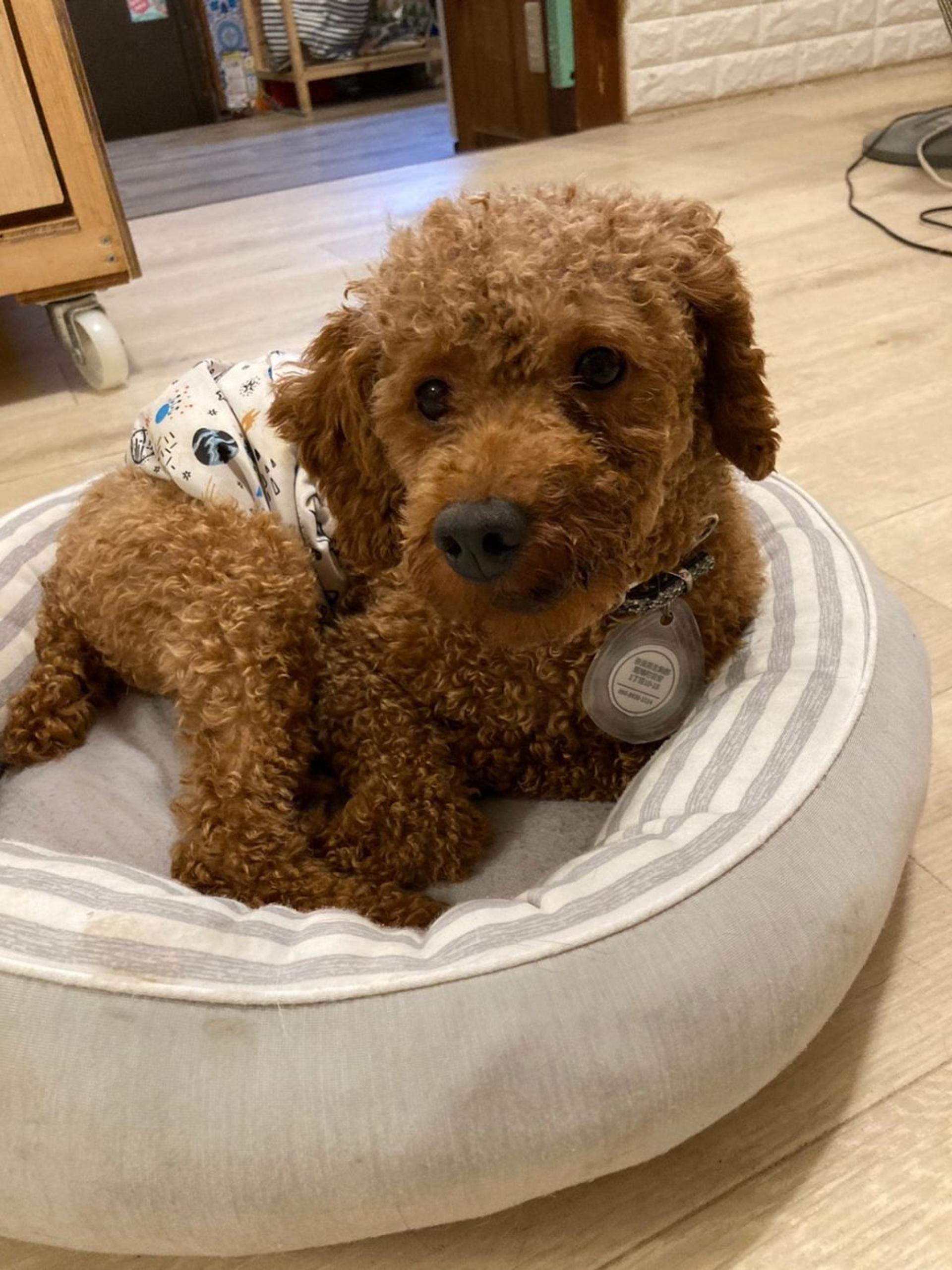 pet-image-5