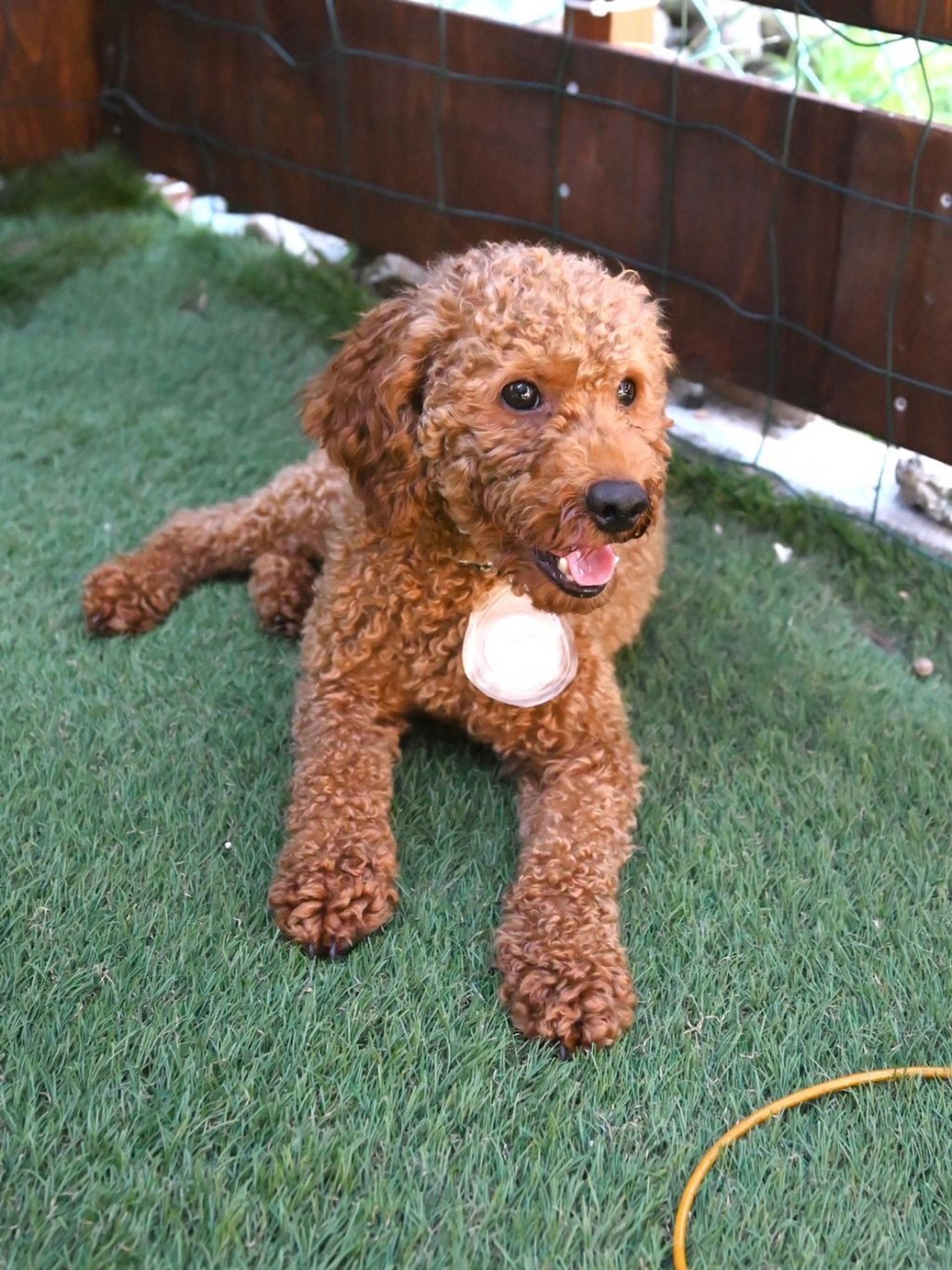 pet-image-8