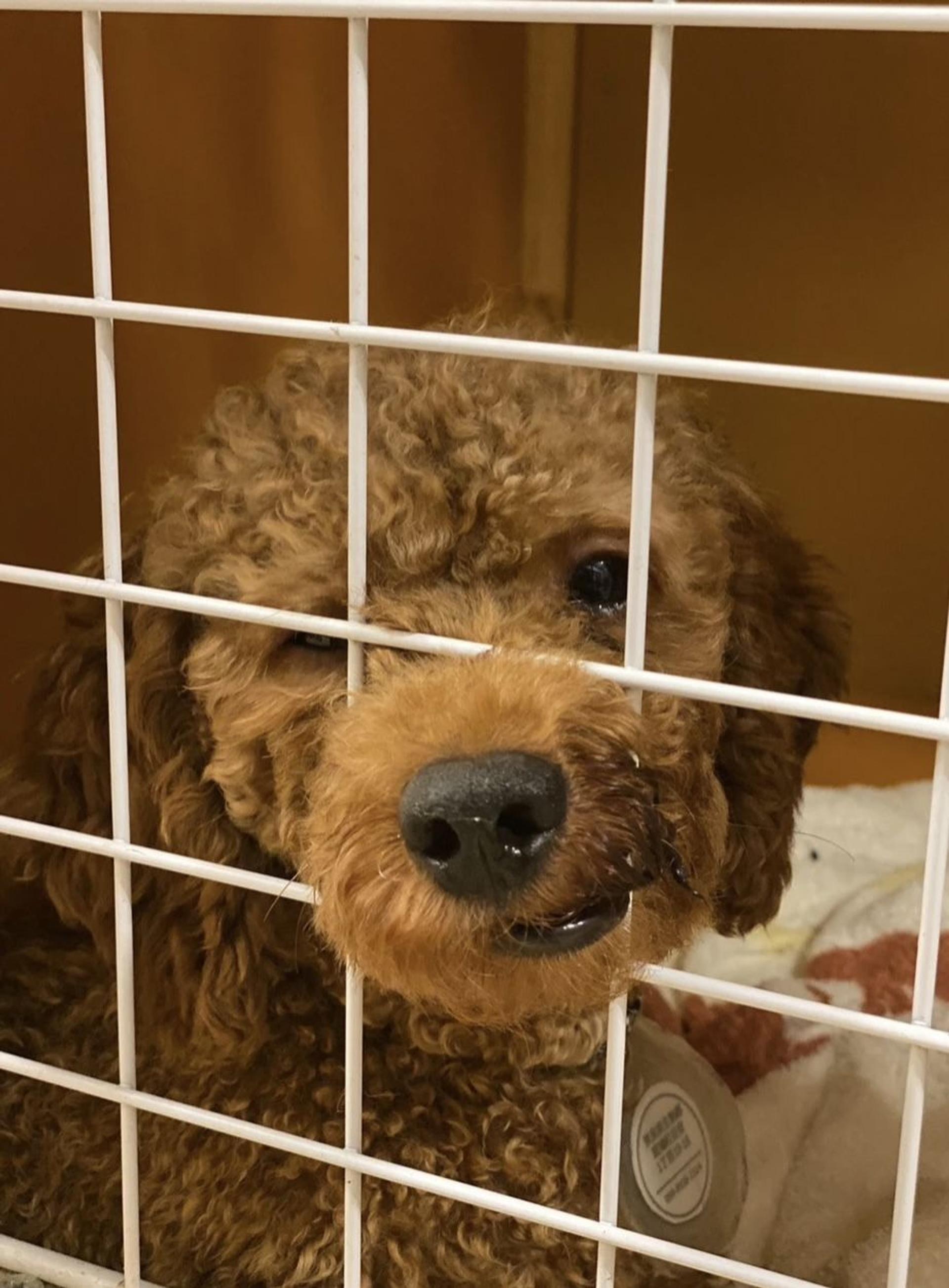 pet-image-9