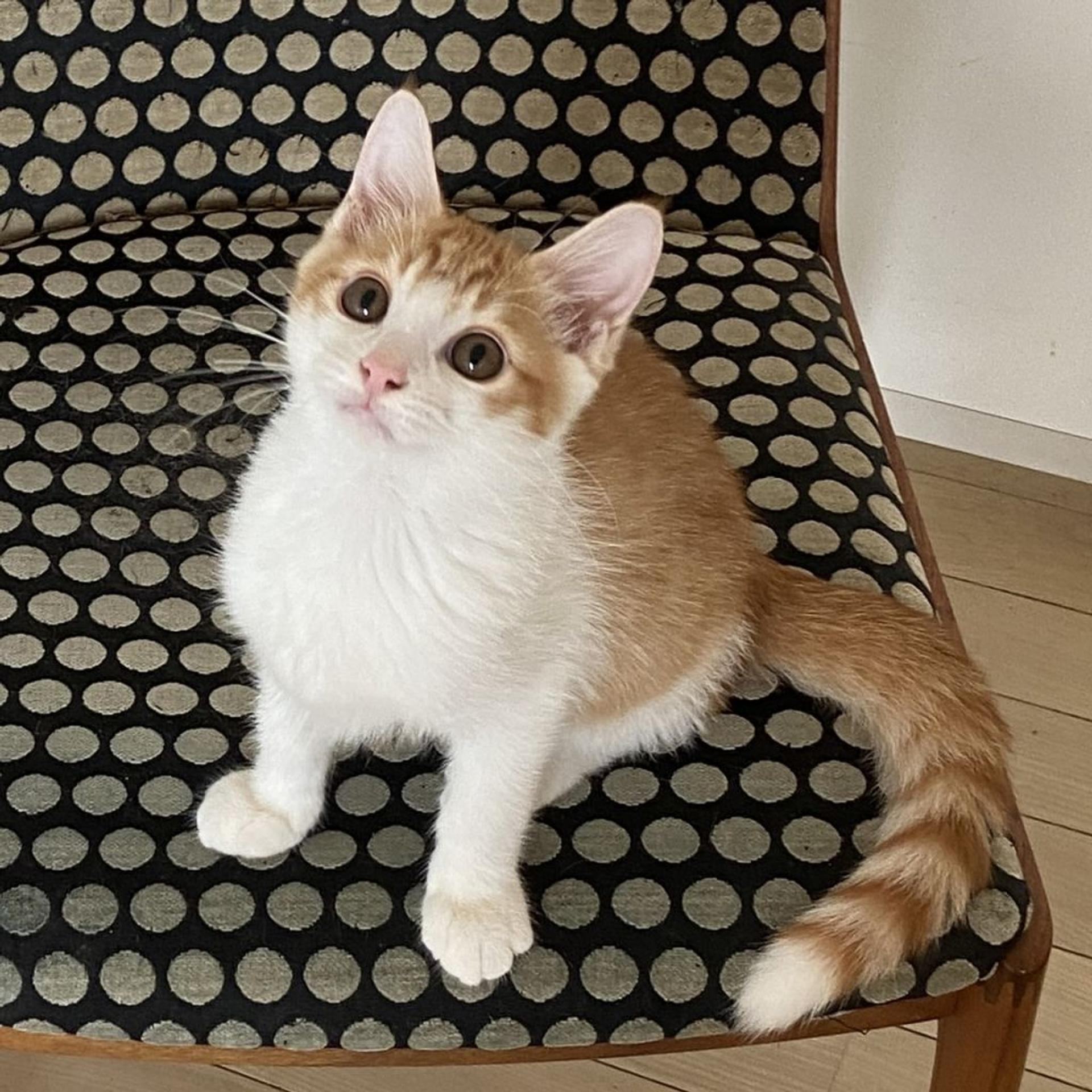 pet-image-4