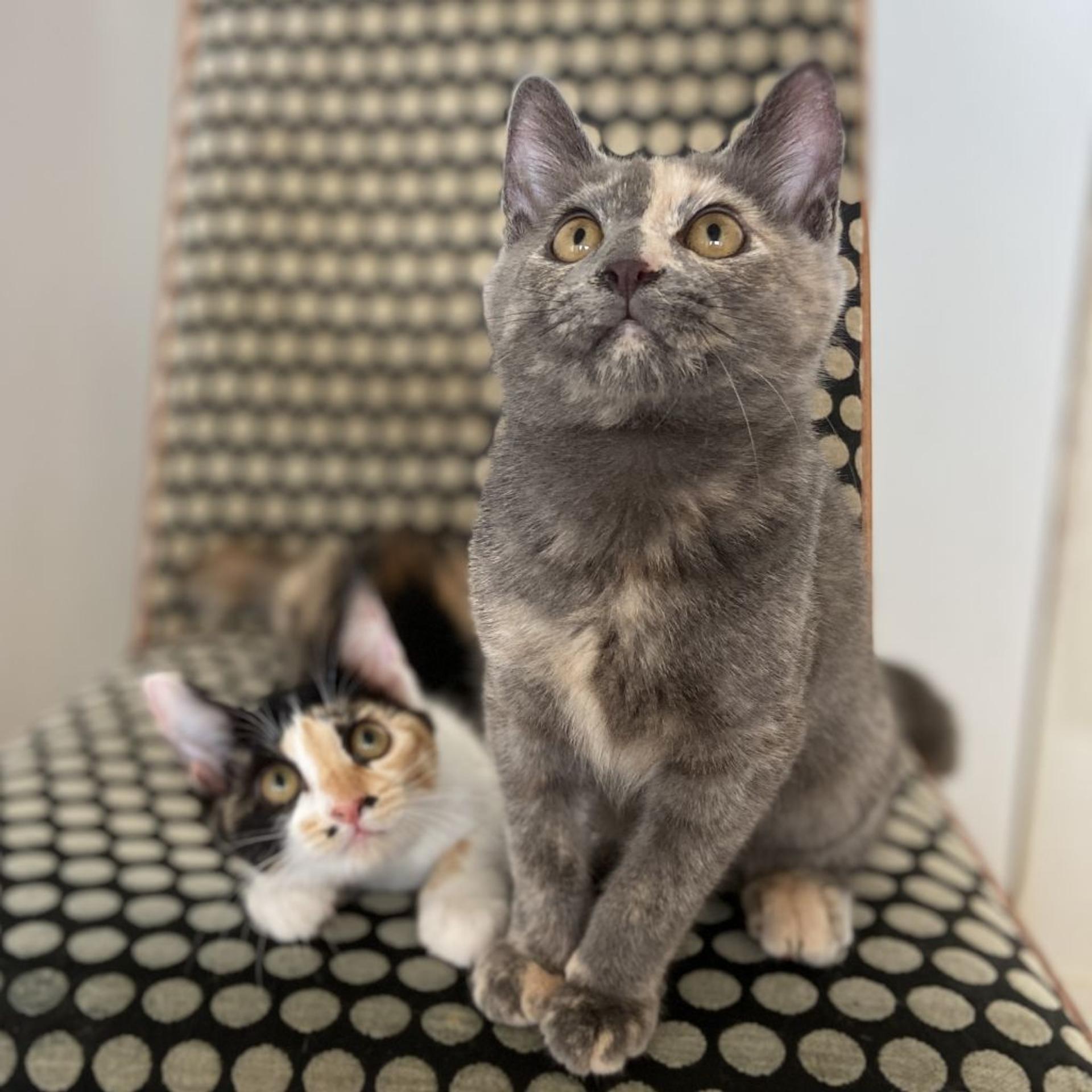 pet-image-5
