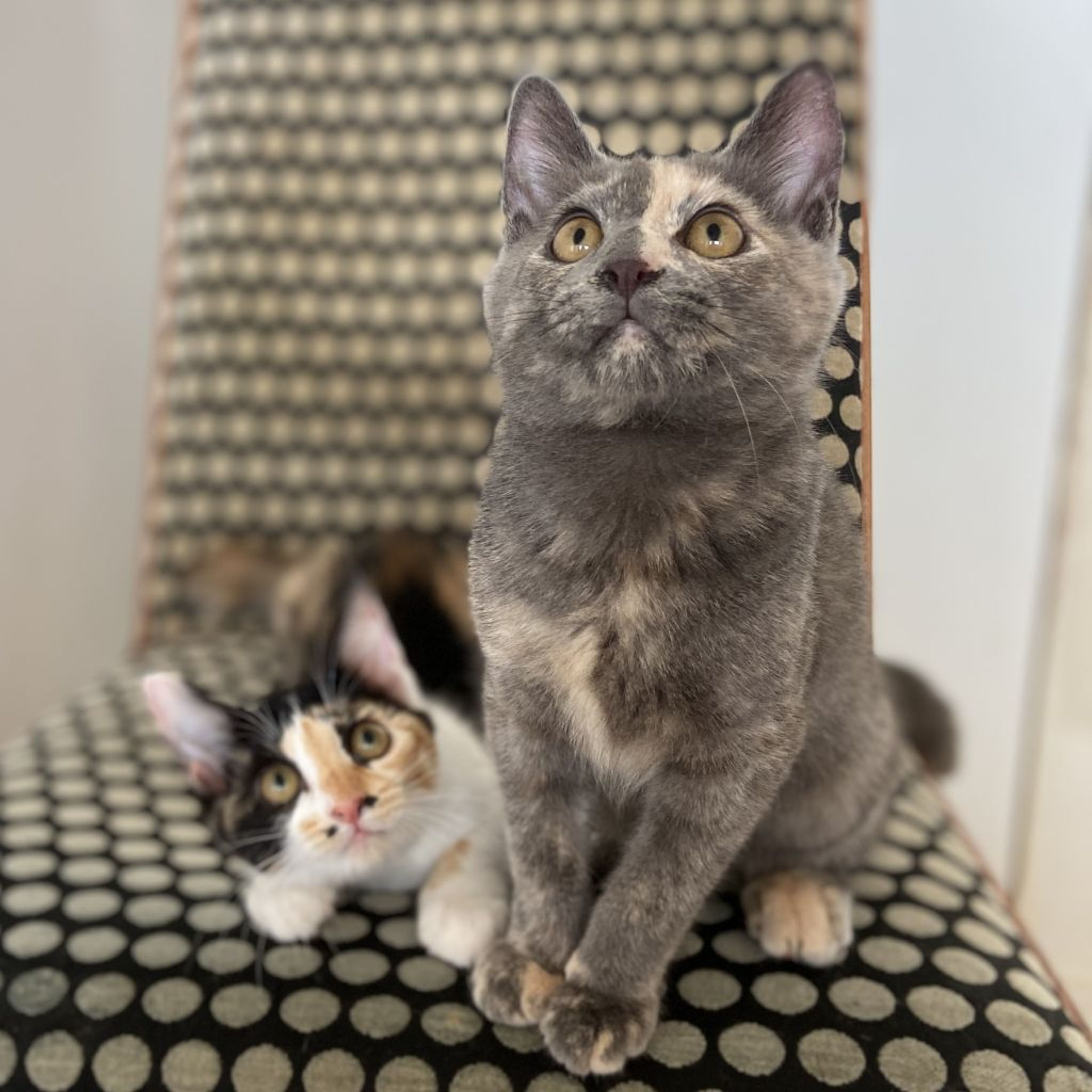 pet-image-5