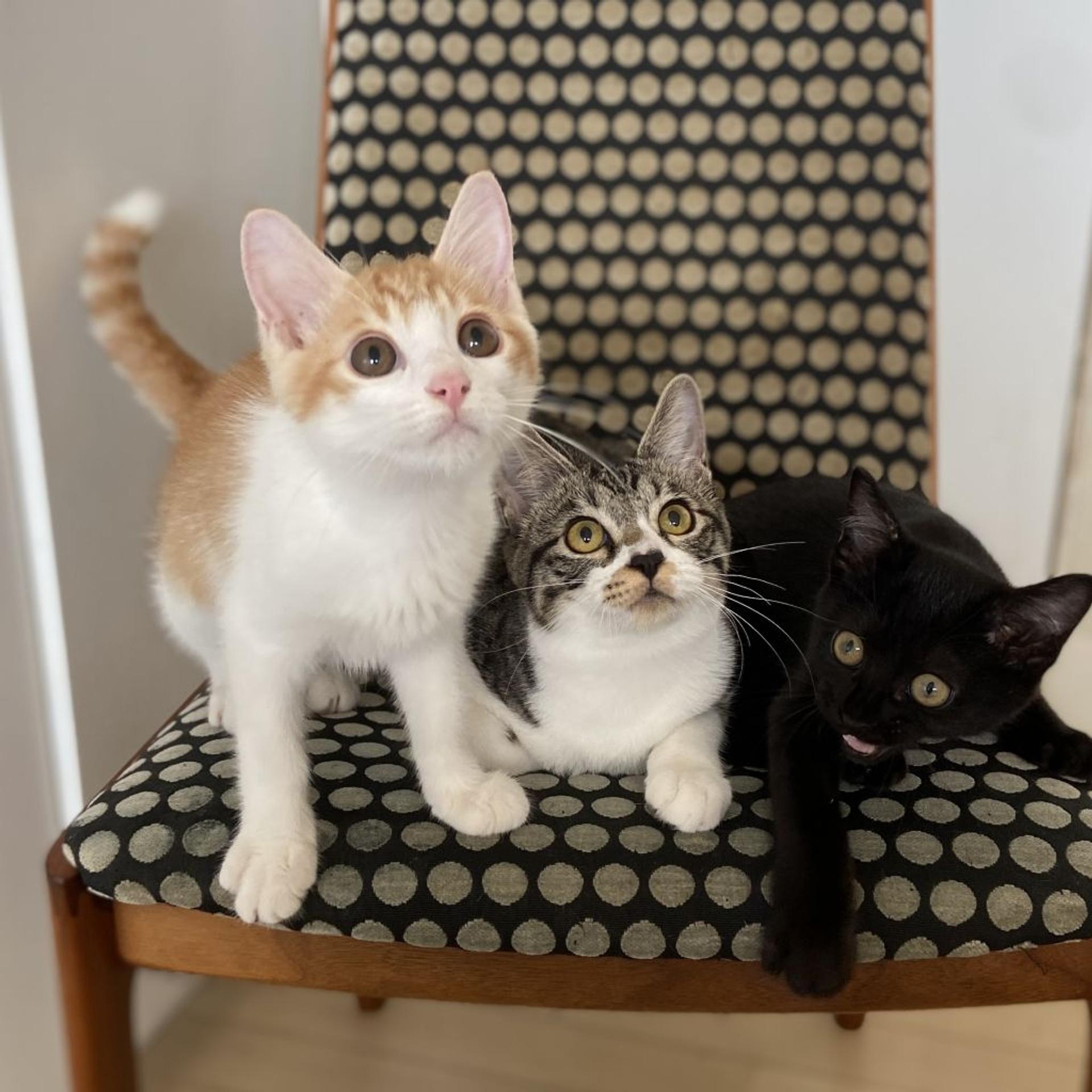 pet-image-6