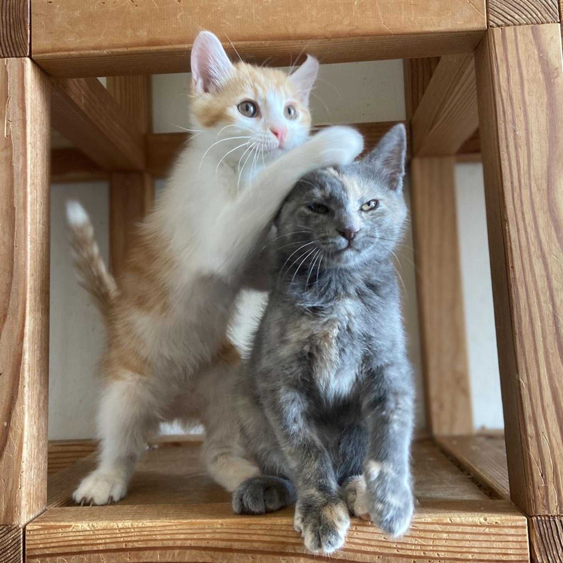pet-image-9