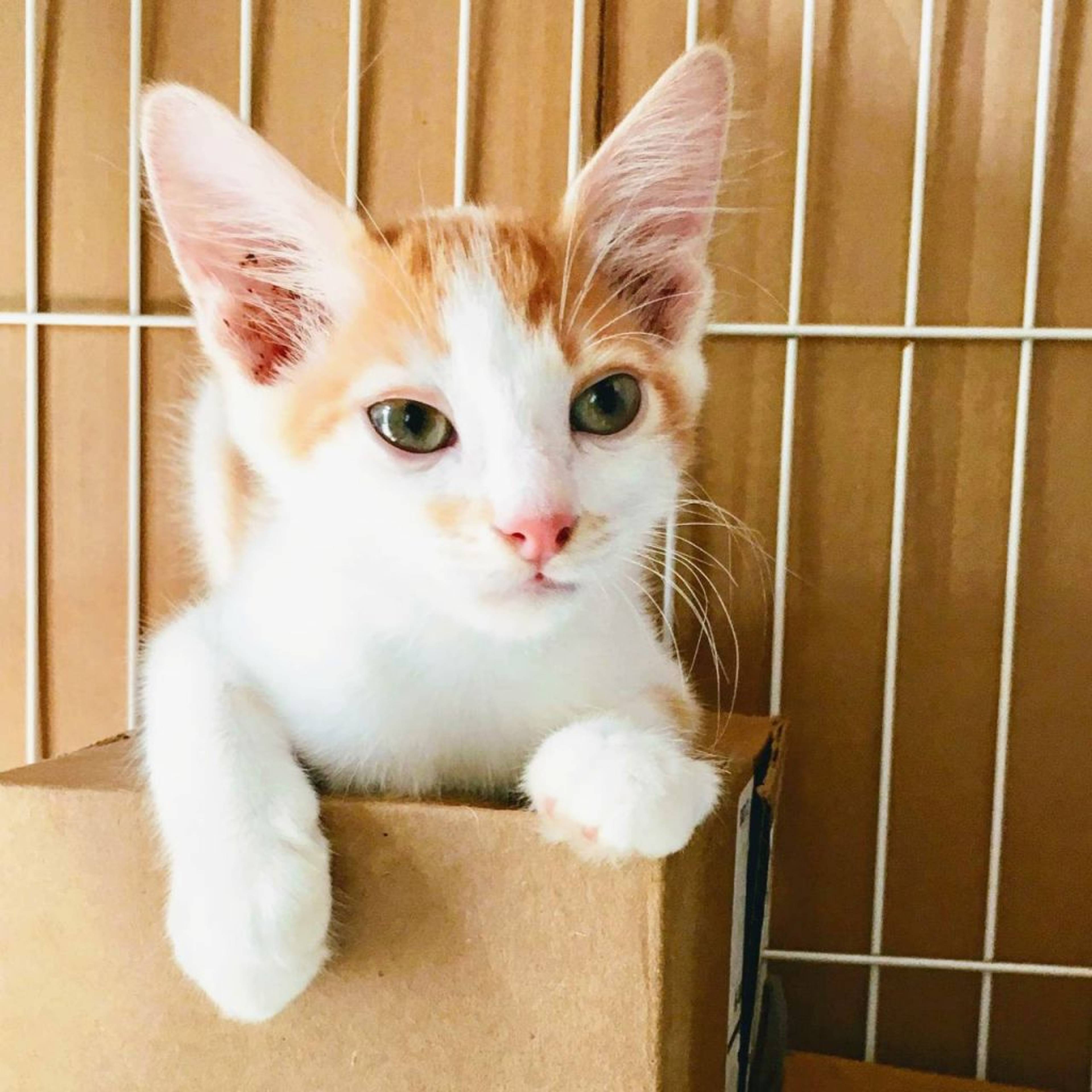 雑種（ミックス猫）・オスの里親募集の写真