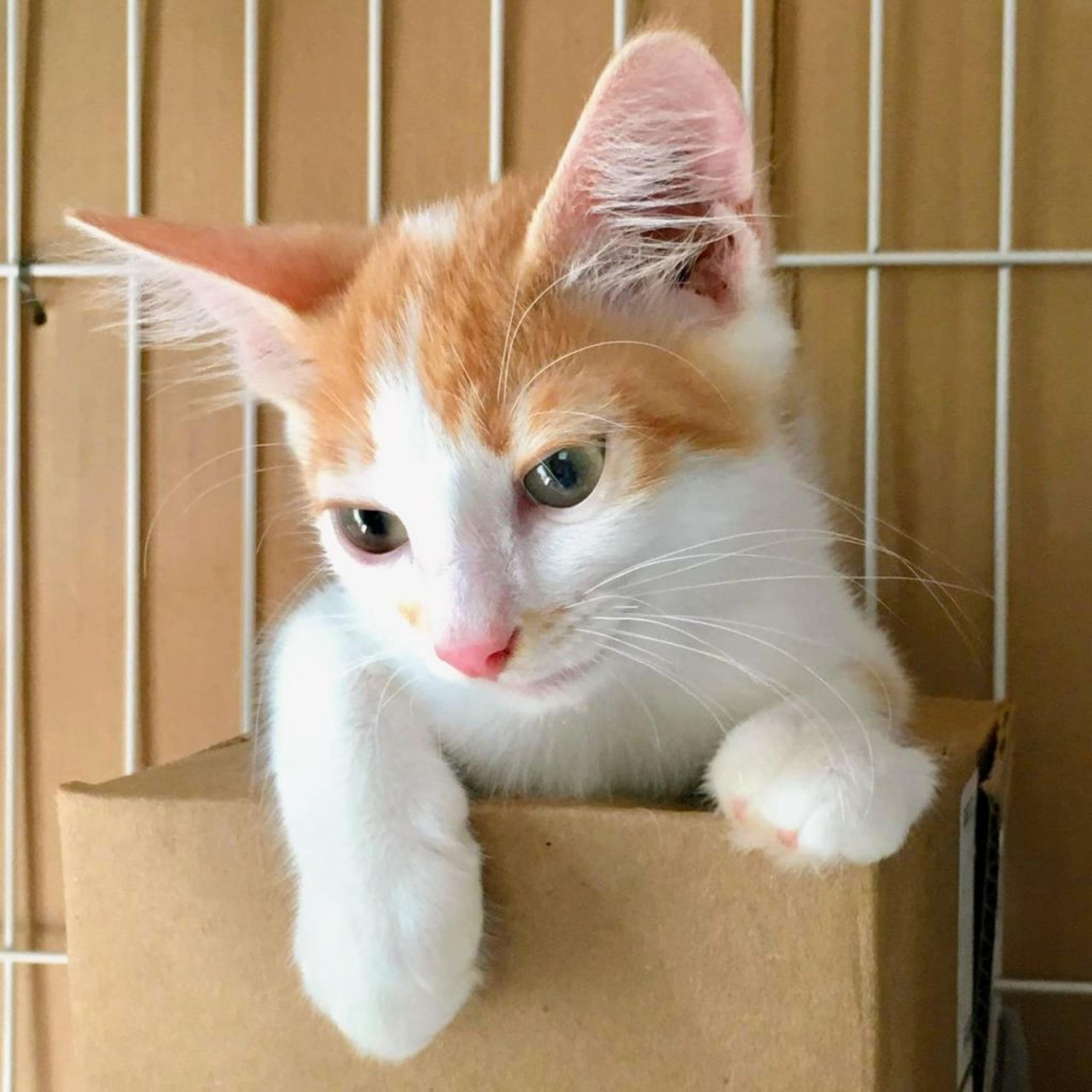 pet-image-2
