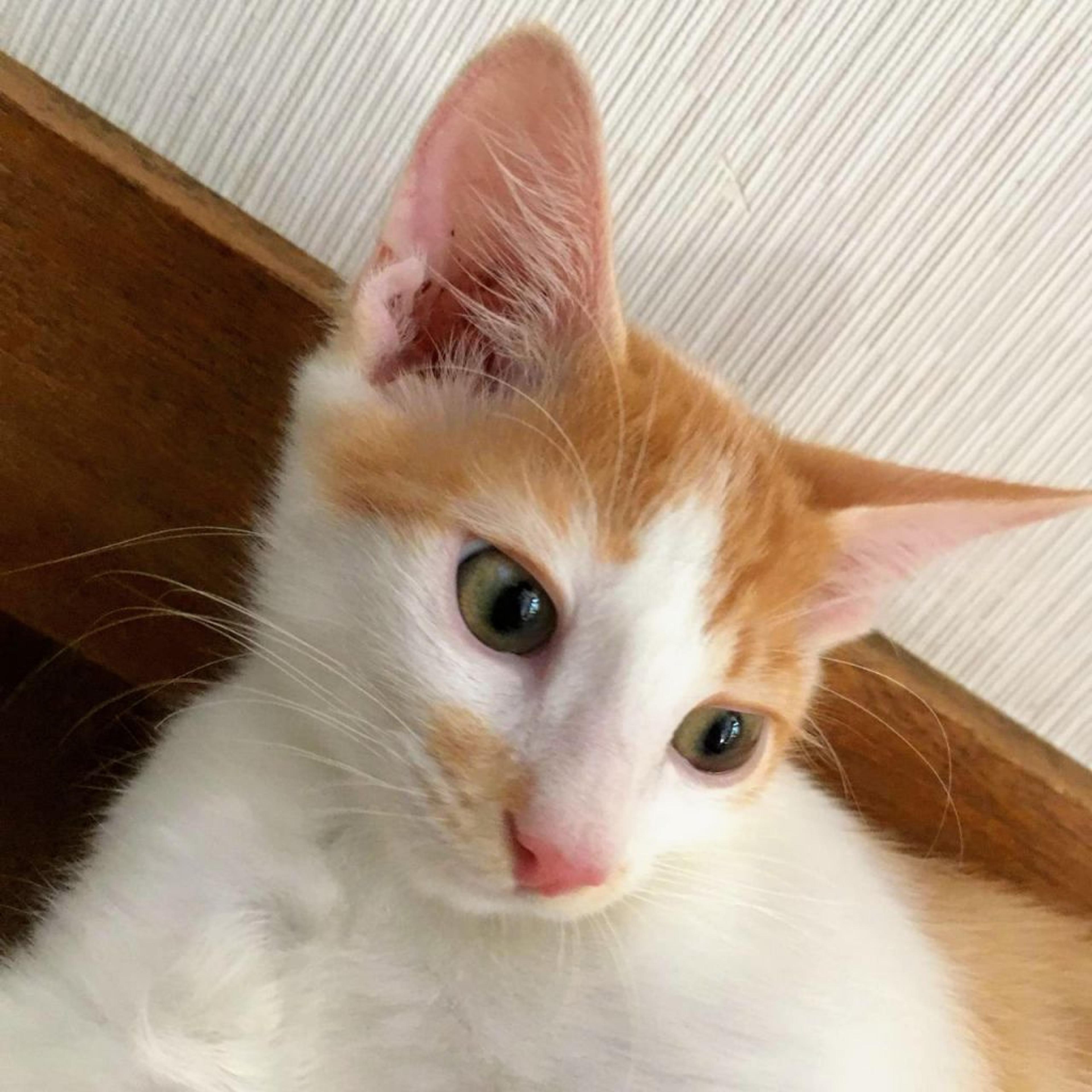 pet-image-3