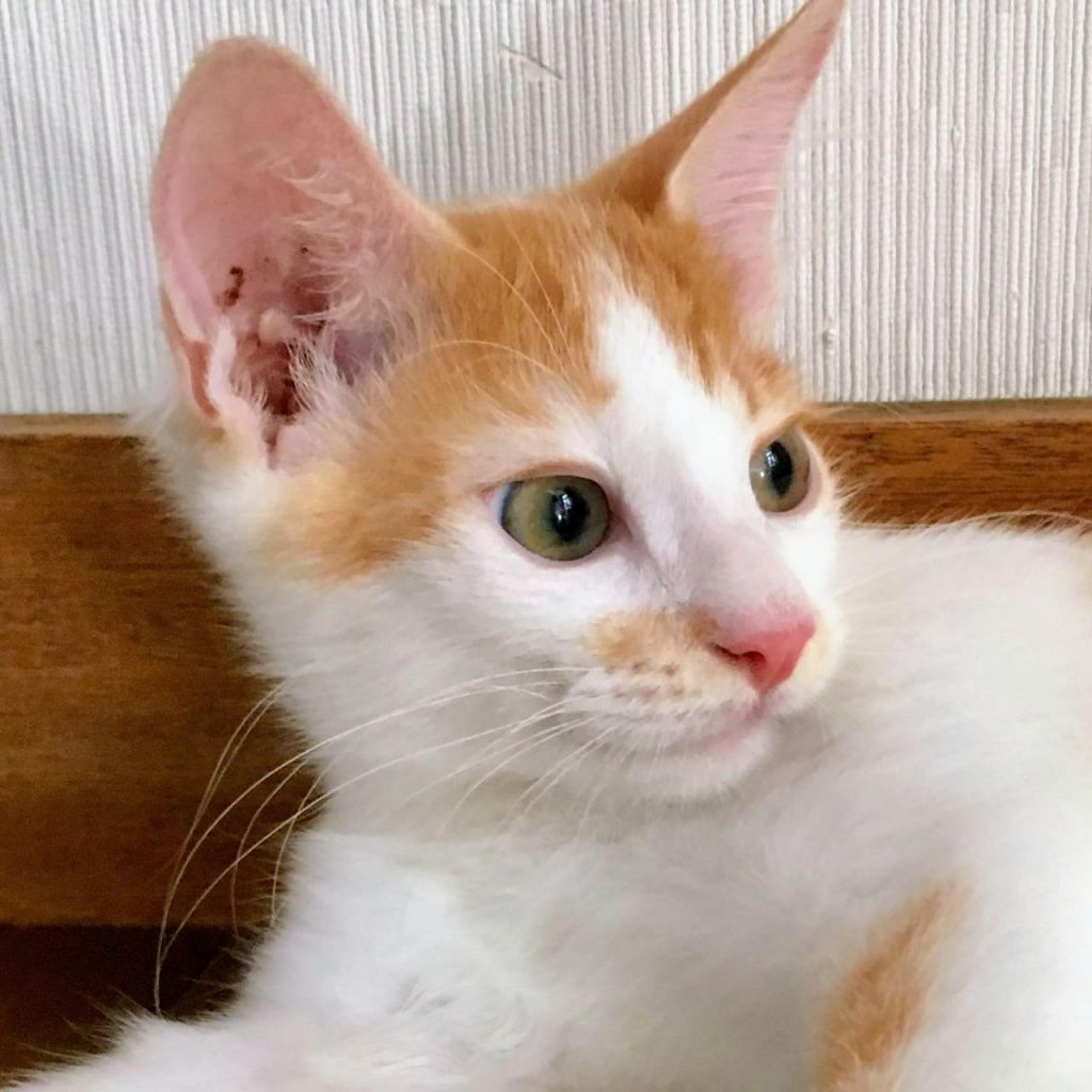 pet-image-4