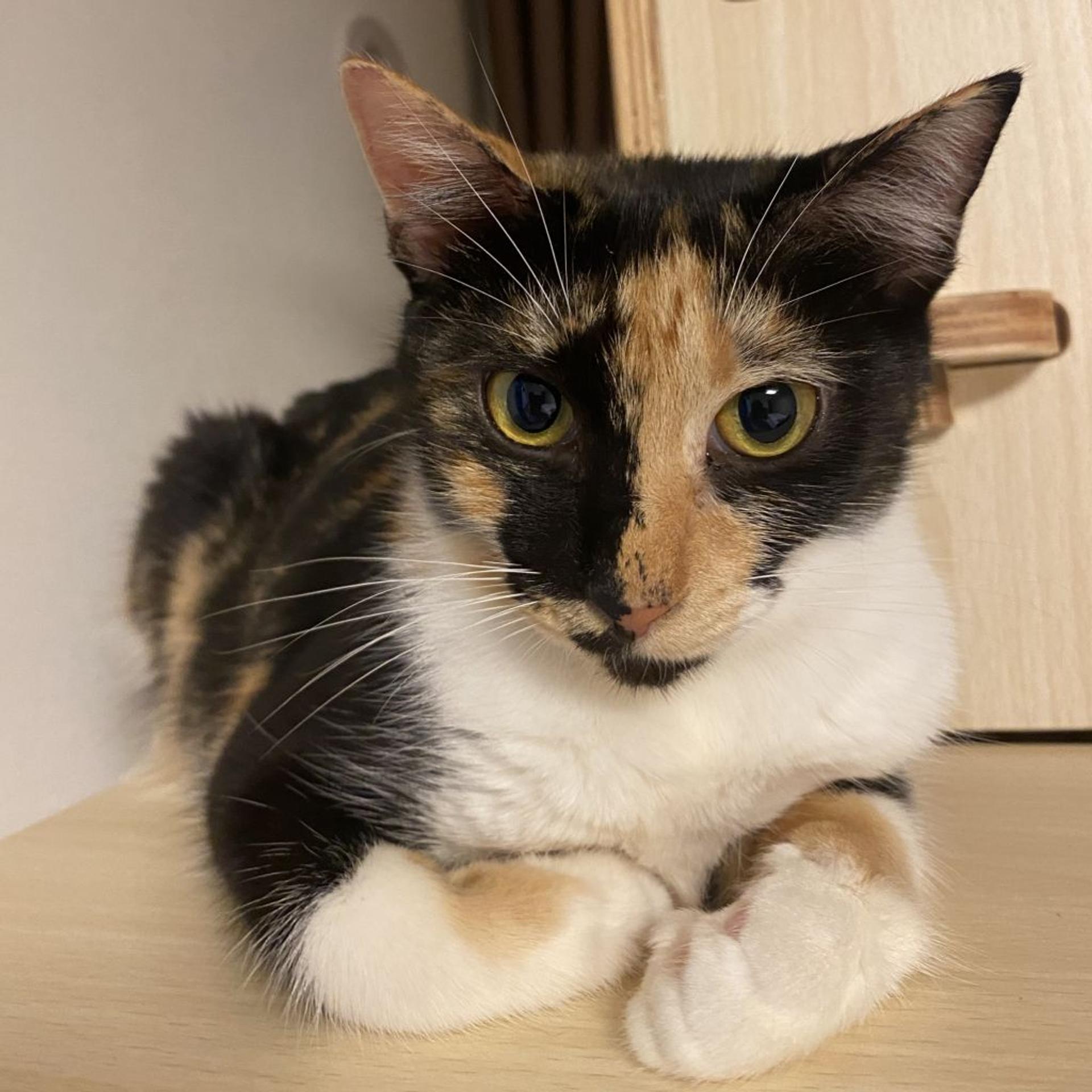 pet-image-5