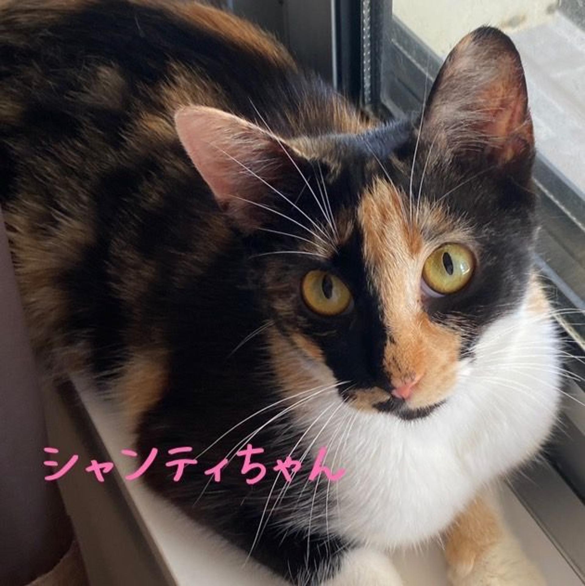 pet-image-6