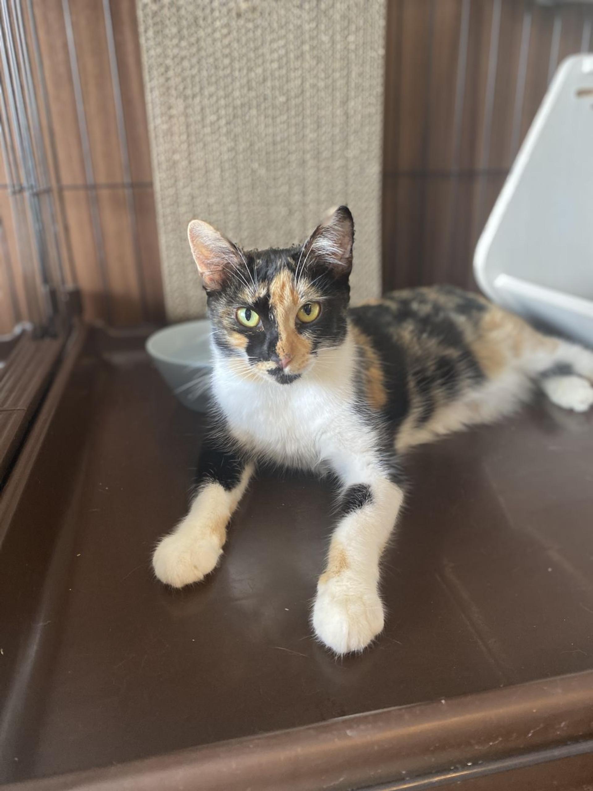 pet-image-7