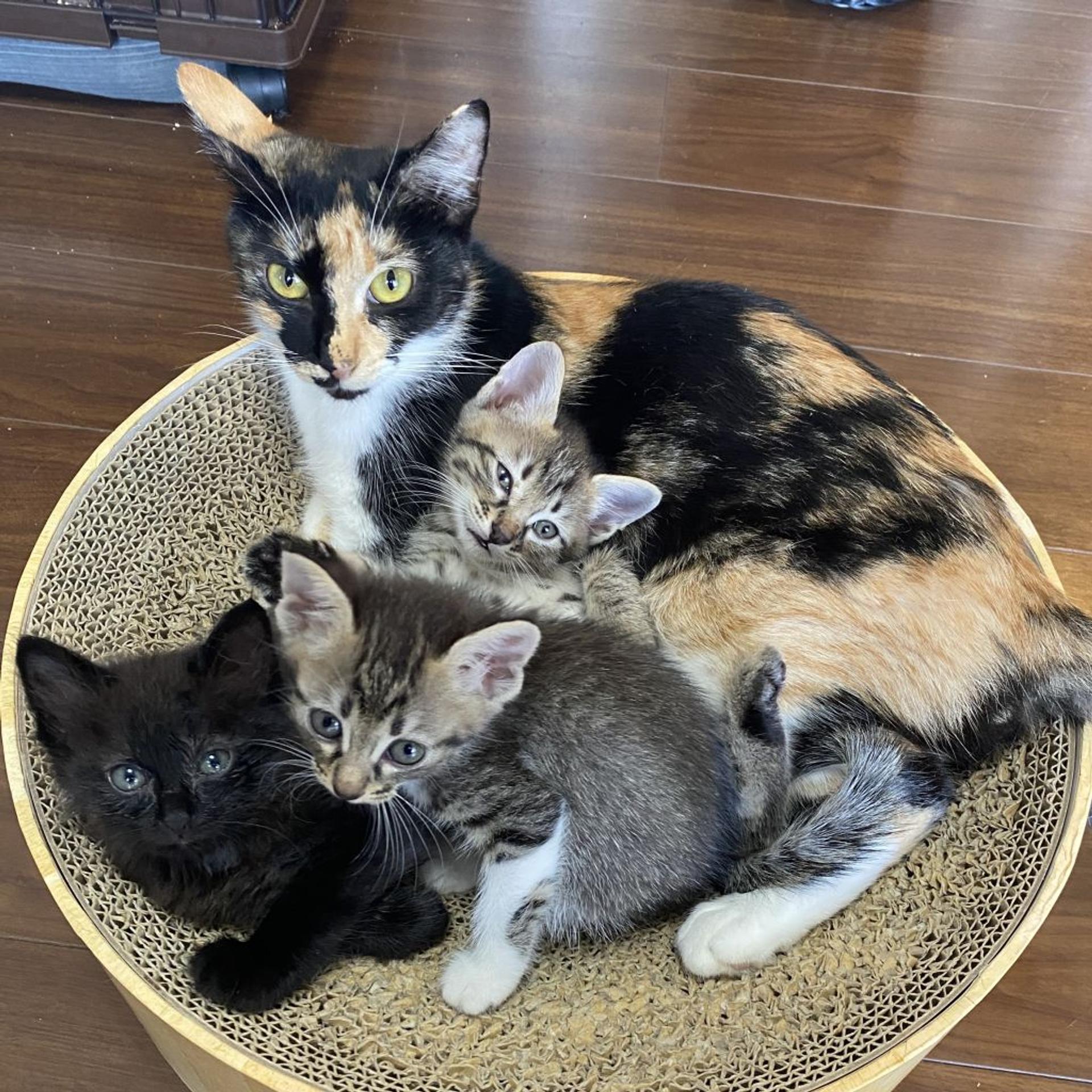 pet-image-9