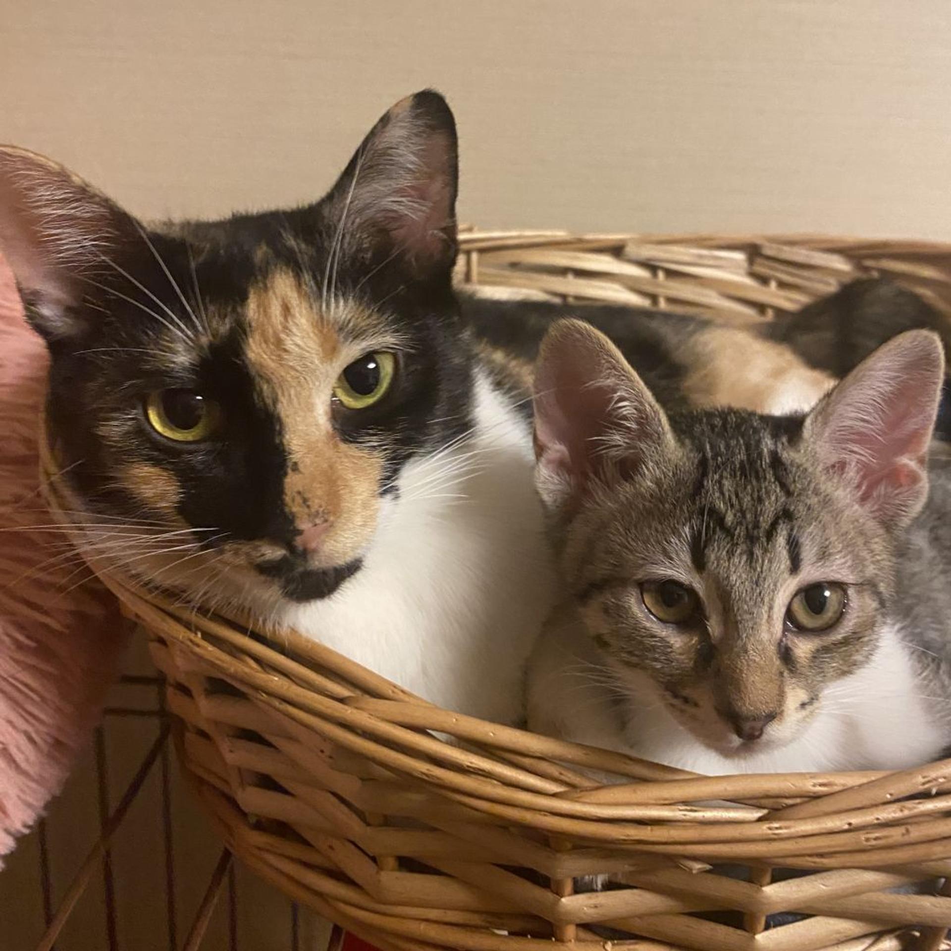 pet-image-3