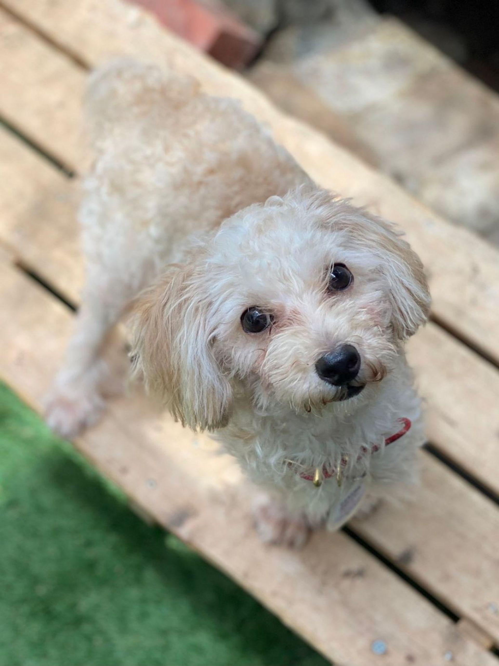 雑種（ミックス犬）・オスの里親募集の写真